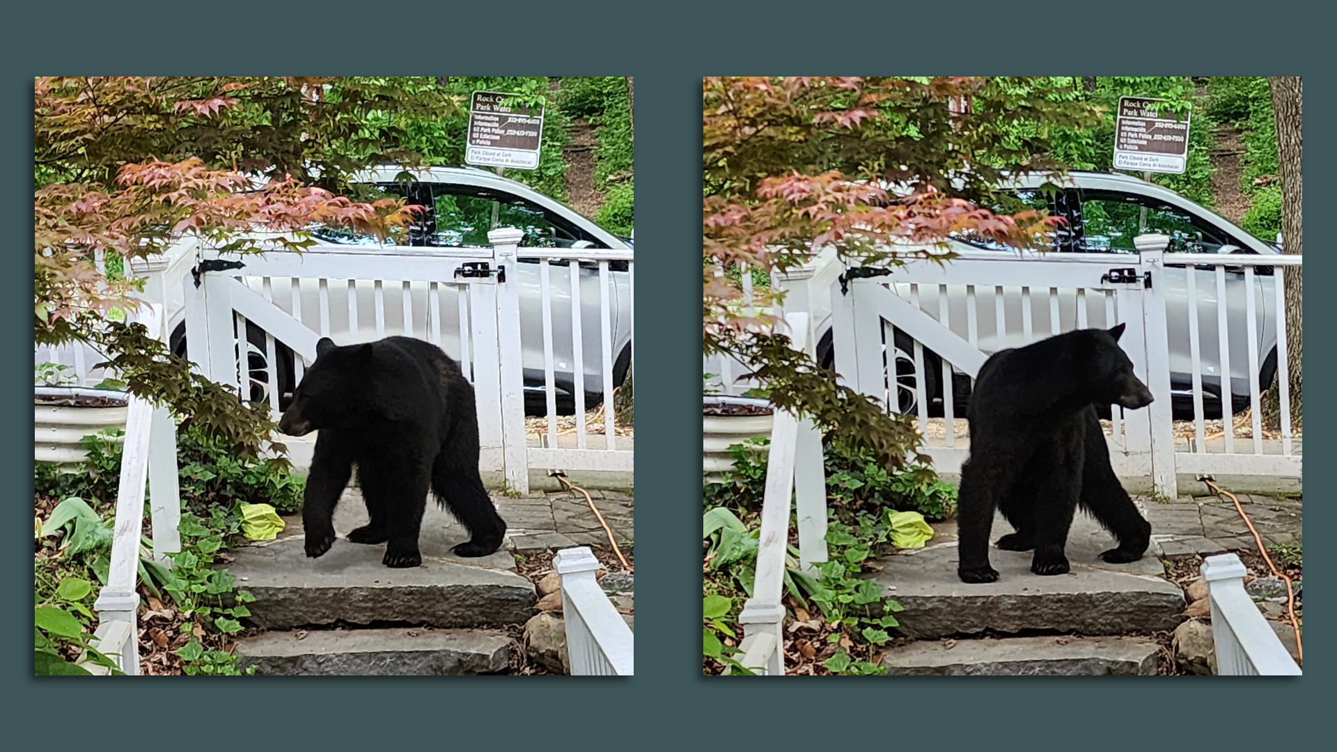 A young black bear in front of a white fence