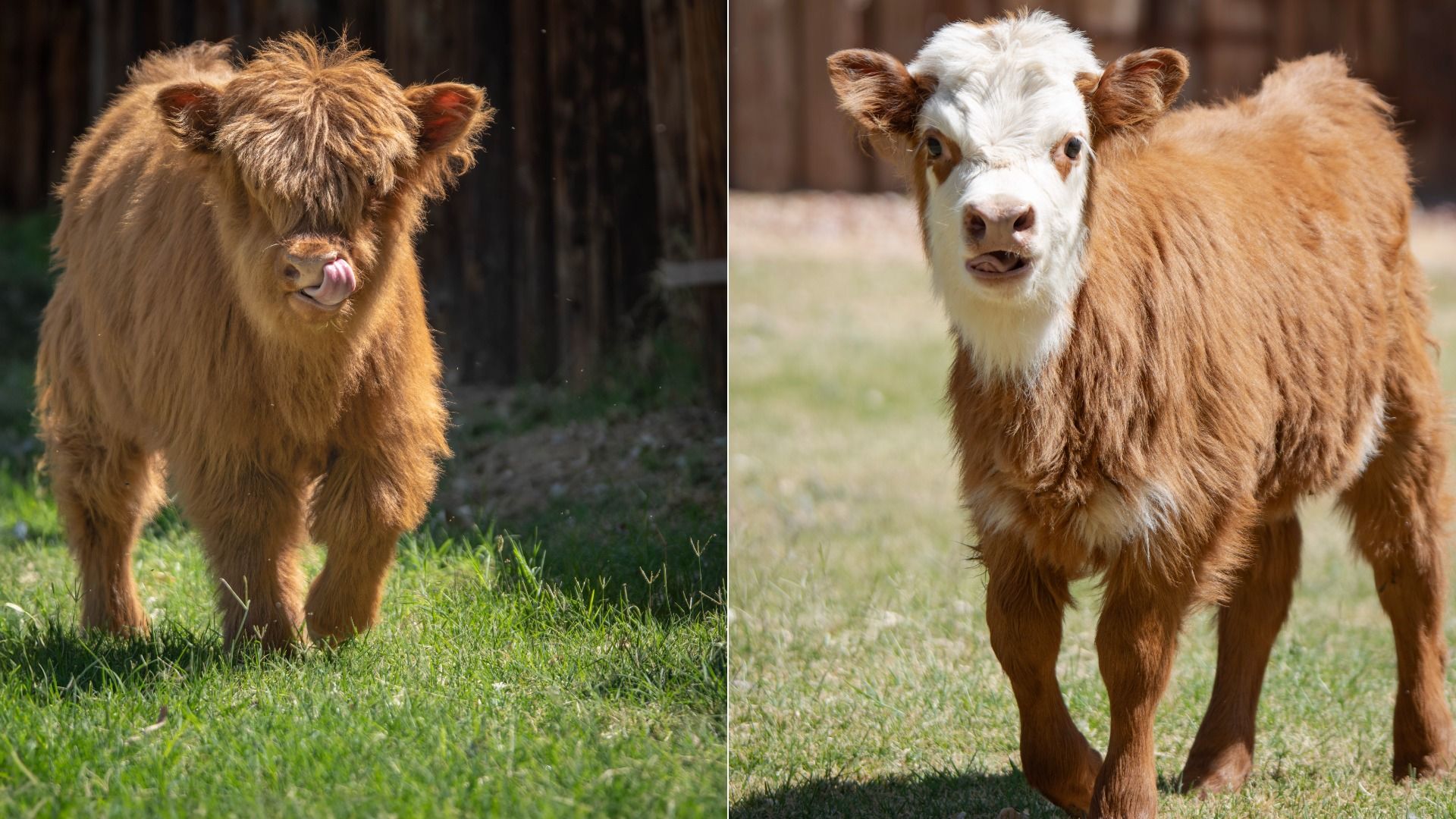 Twomini  Highland cows in a grassy field: left, a shaggy brown calf with hair over its eyes and tongue out; right, a lighter brown calf with a white face and alert ears.