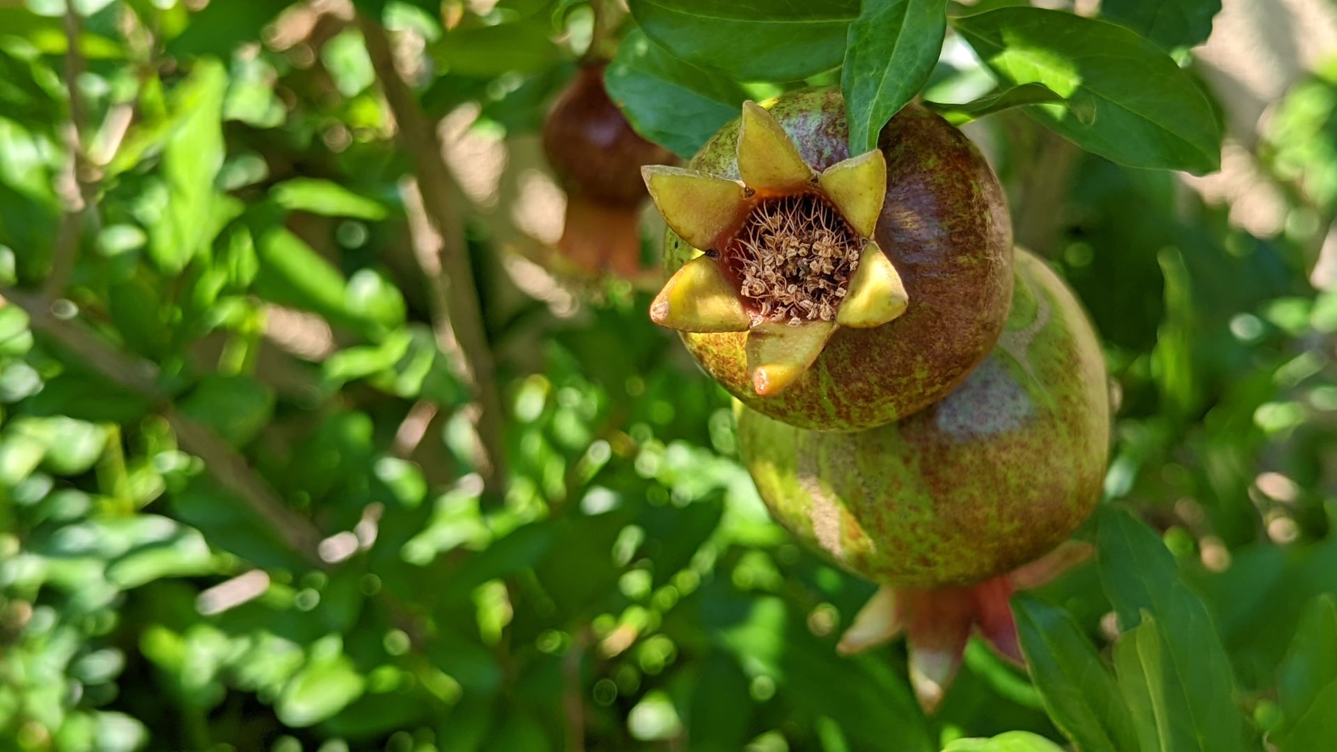 Young pomegranates hang on a bush.