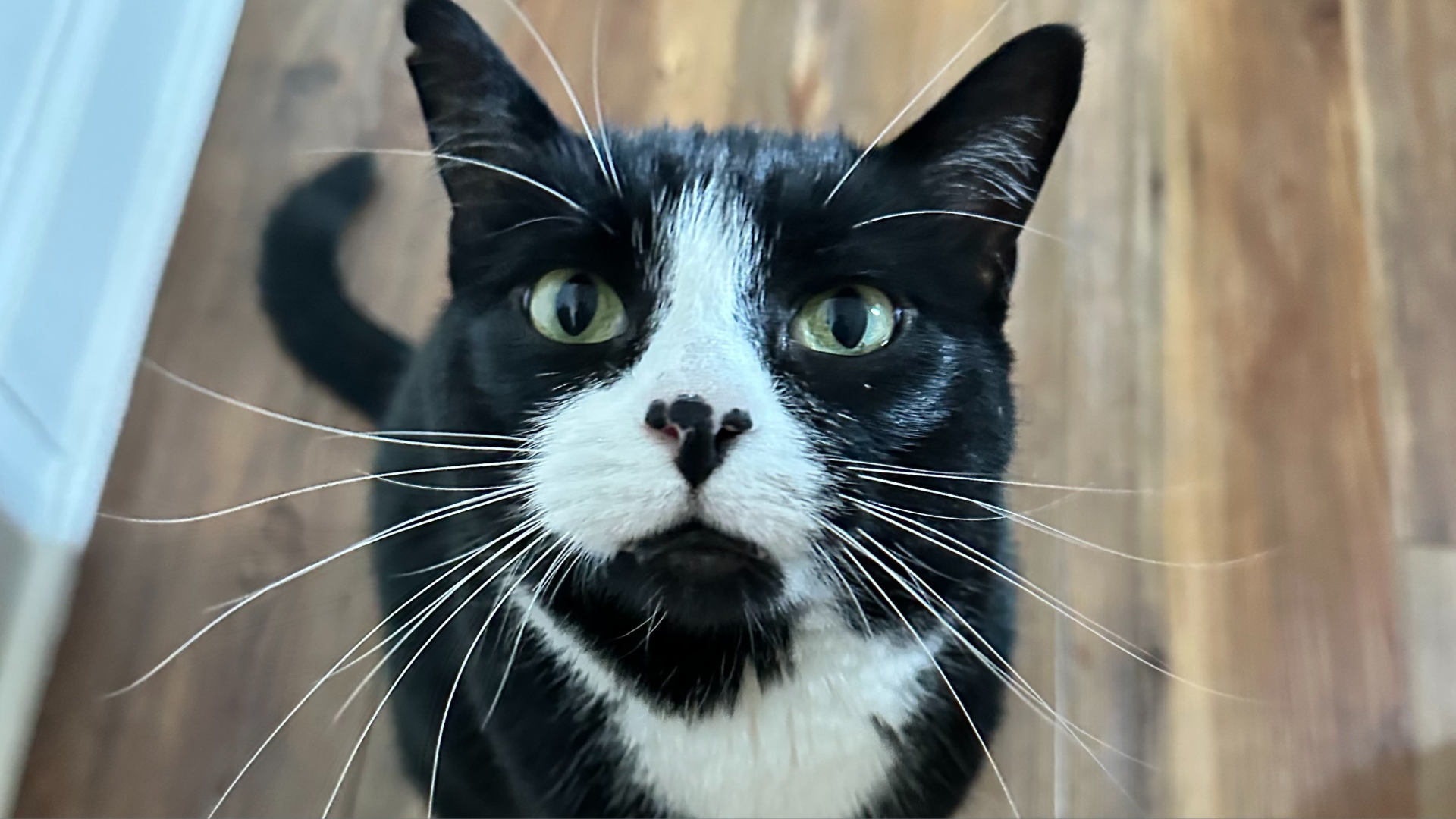 A close-up photo of the most beautiful tuxedo cat to ever live 