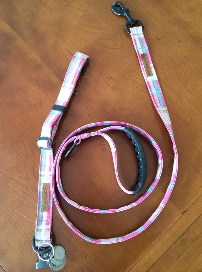 Go walk your dog Dublin Dog style Axios Charlotte