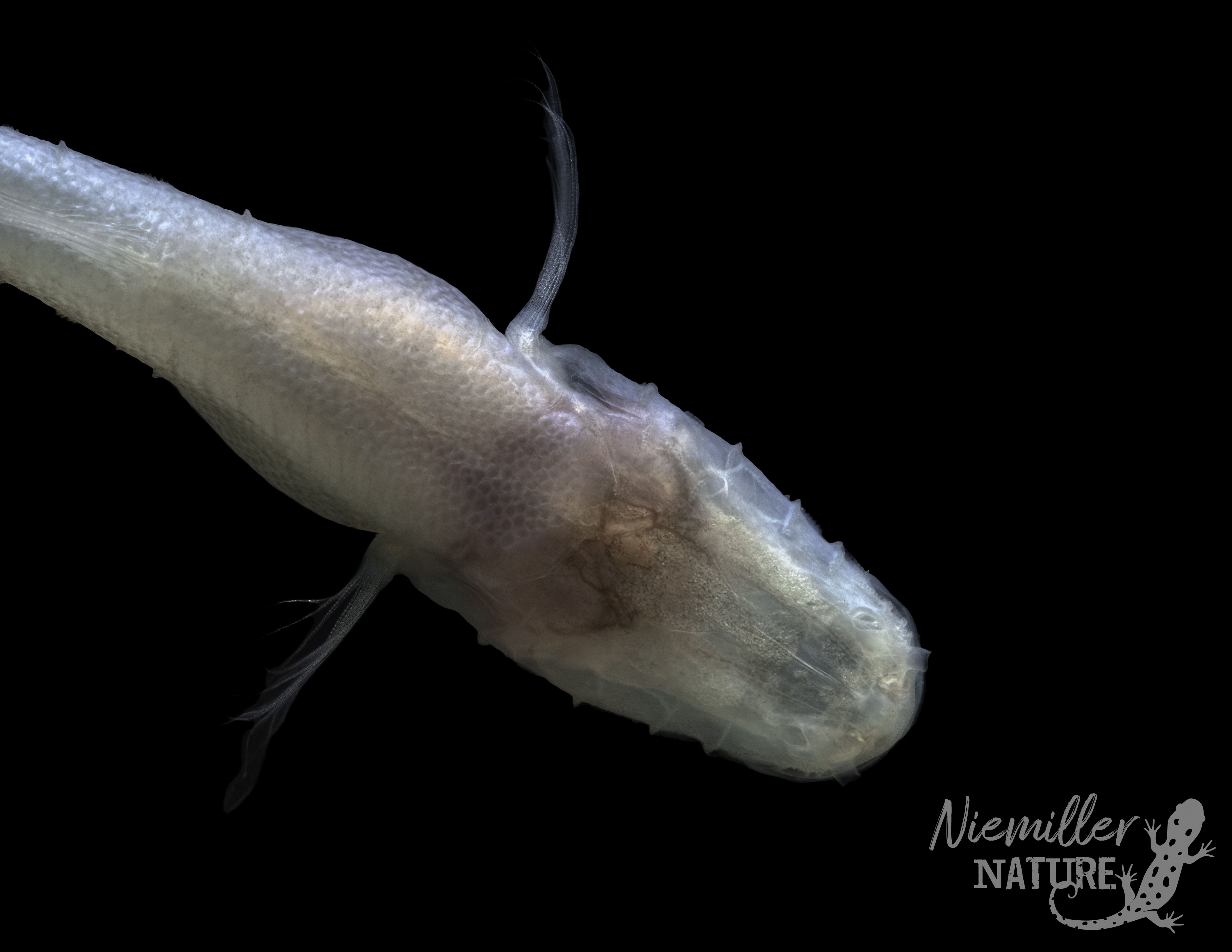 Close-up of a pale, translucent fish larva with a long, threadlike dorsal filament curling upward, pinkish belly, and visible scales, set against a solid black background.