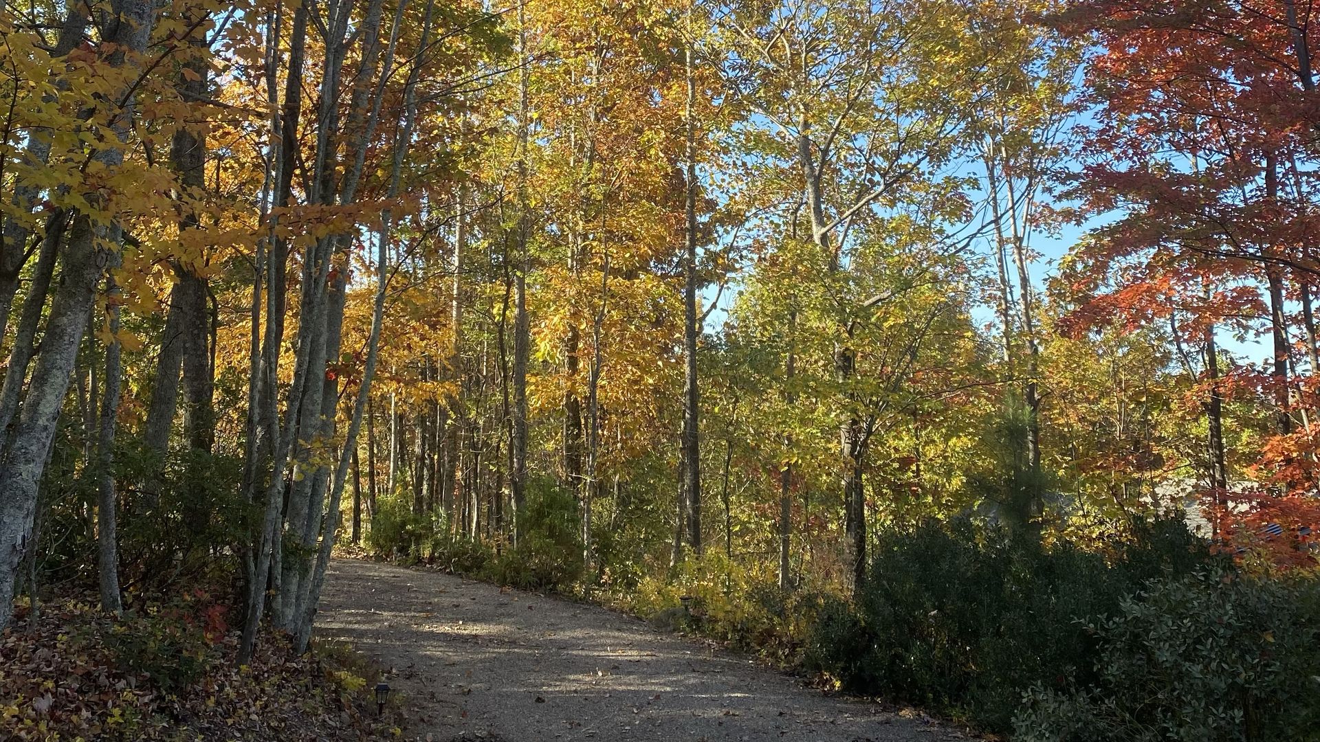Sunlit forest path surrounded by trees with autumn leaves in shades of yellow, orange, and red under a clear blue sky.