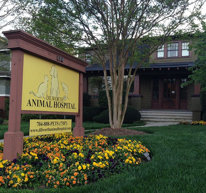 animal-hospital-dilworth