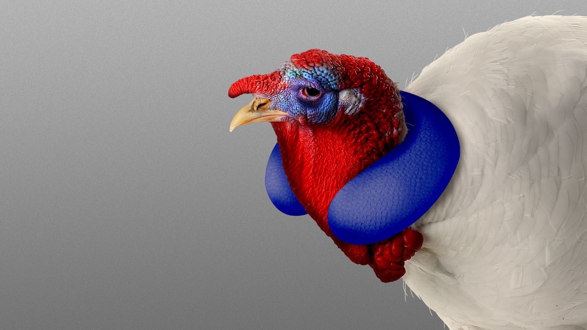 Illustration of a sad turkey wearing a neck pillow