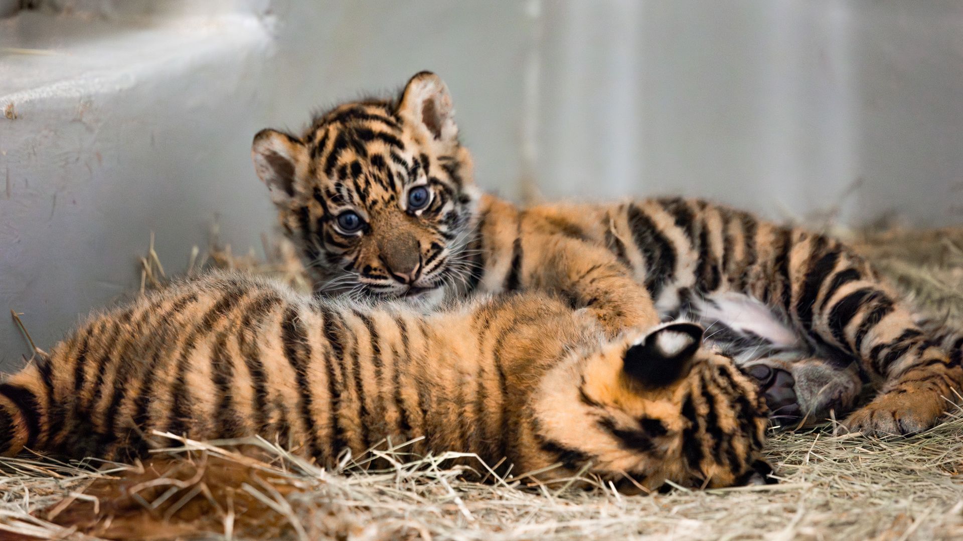 Two tiger cubs in an enclosure against a gray wall; one faces the camera with blue eyes while the other lies nearby.
