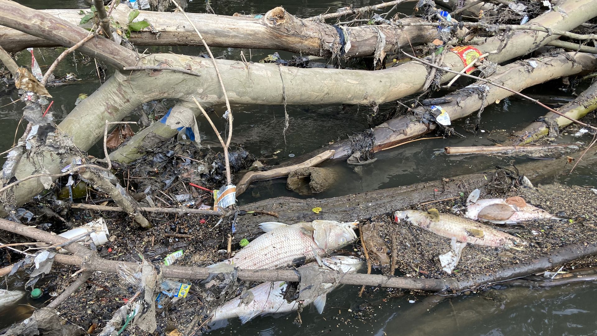 Cluttered river with fallen tree limbs and heavy litter: plastic bags, wrappers, and bottles tangled in branches over dark water, with a dead fish among the debris.
