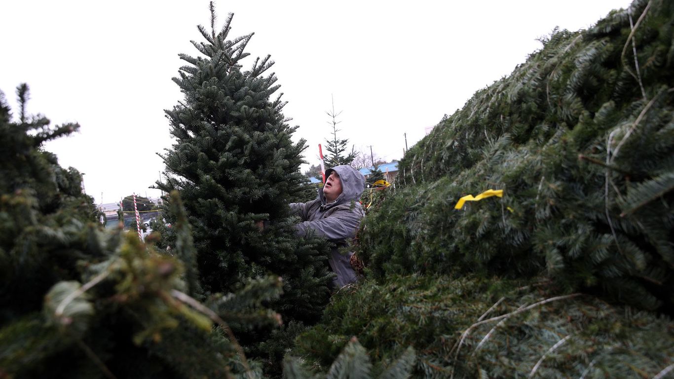There's a Christmas tree shortage this year