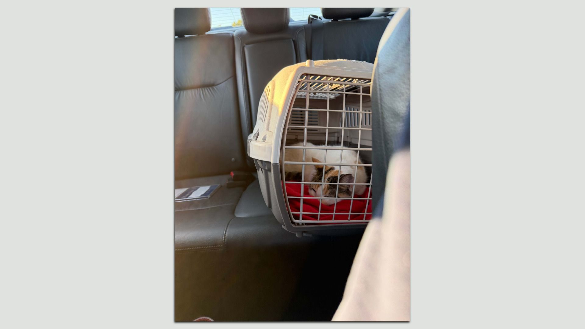 a white cat in a carrier 