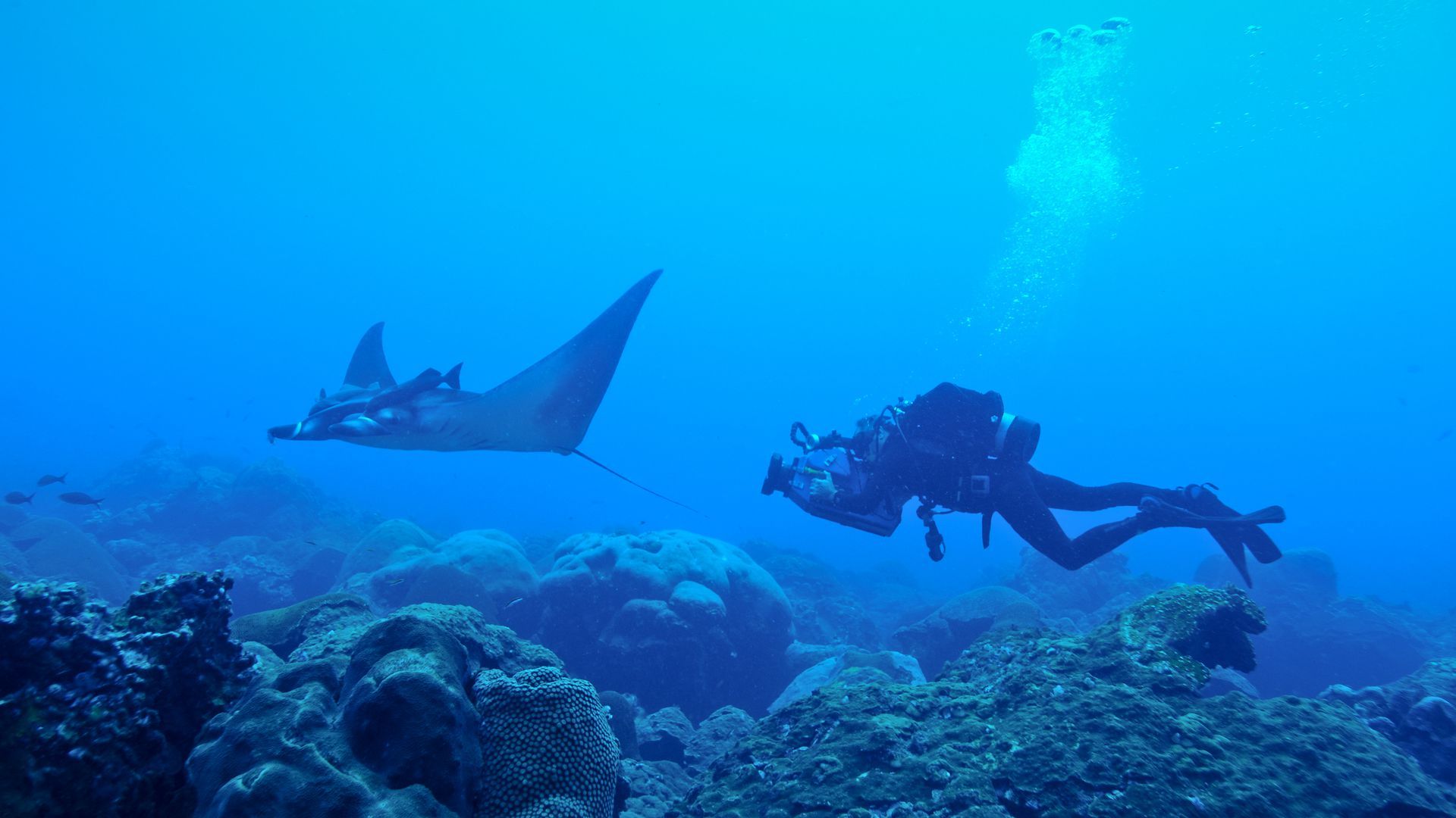 Diver observing a juvenile manta ray in the Gulf of Mexico.