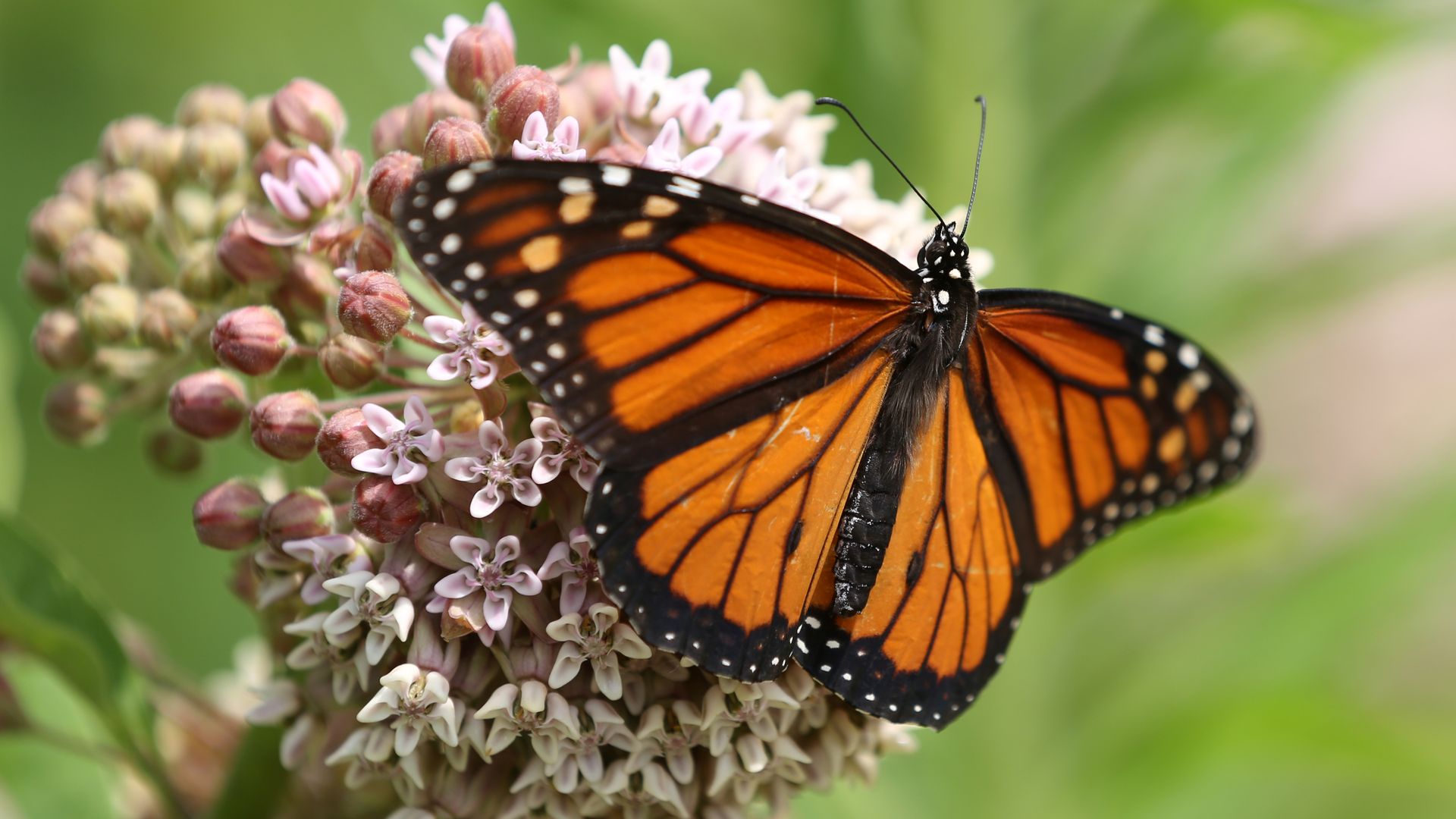 A monarch on some milkweed
