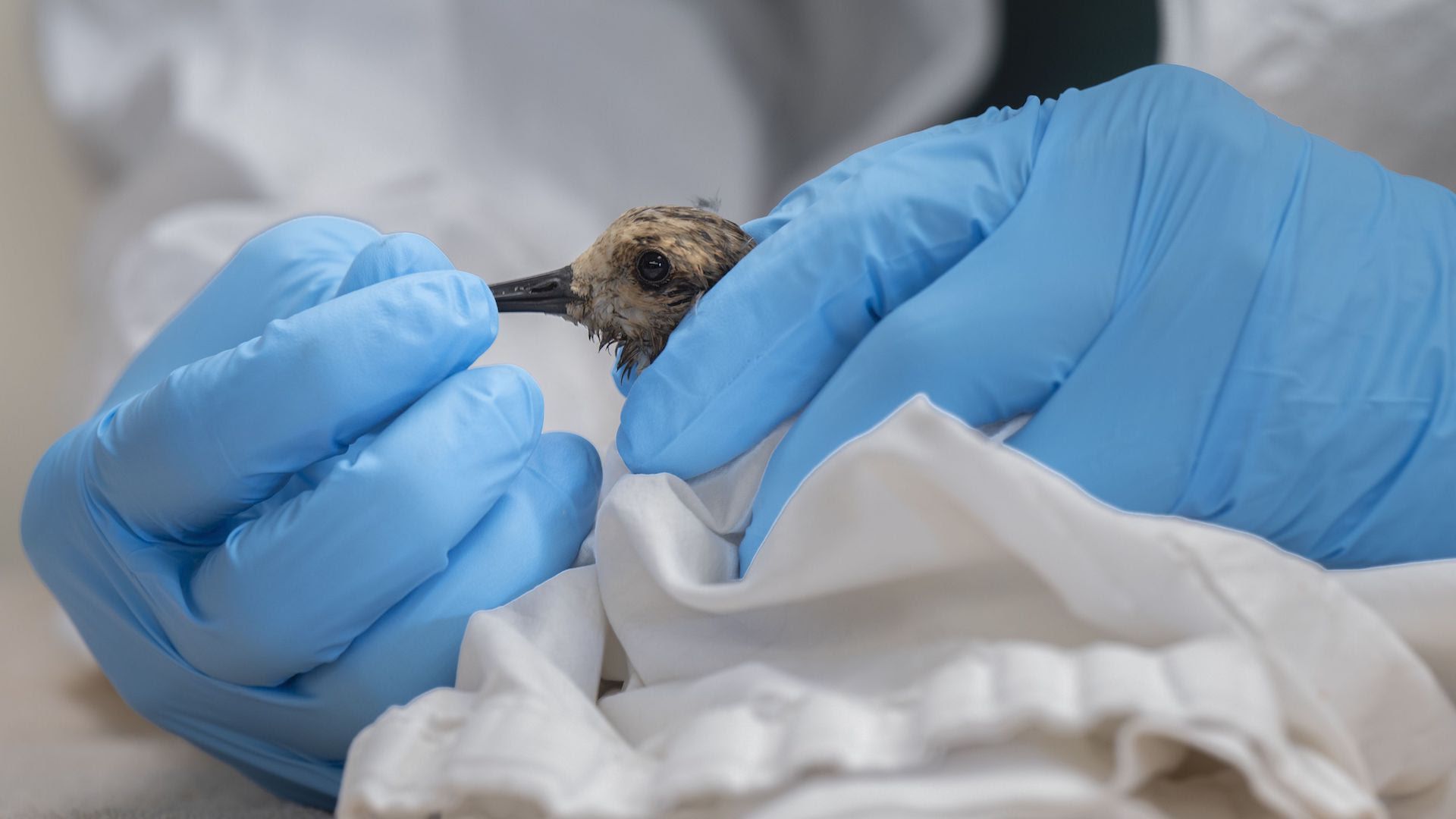 A veterinarian examines a small bird brought to the Huntington Beach Wetlands and Wildlife Care Center 