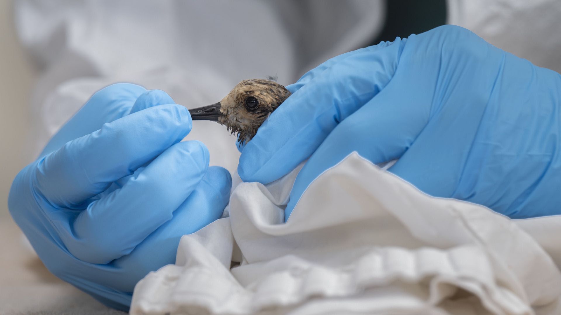 A veterinarian examines a small bird brought to the Huntington Beach Wetlands and Wildlife Care Center