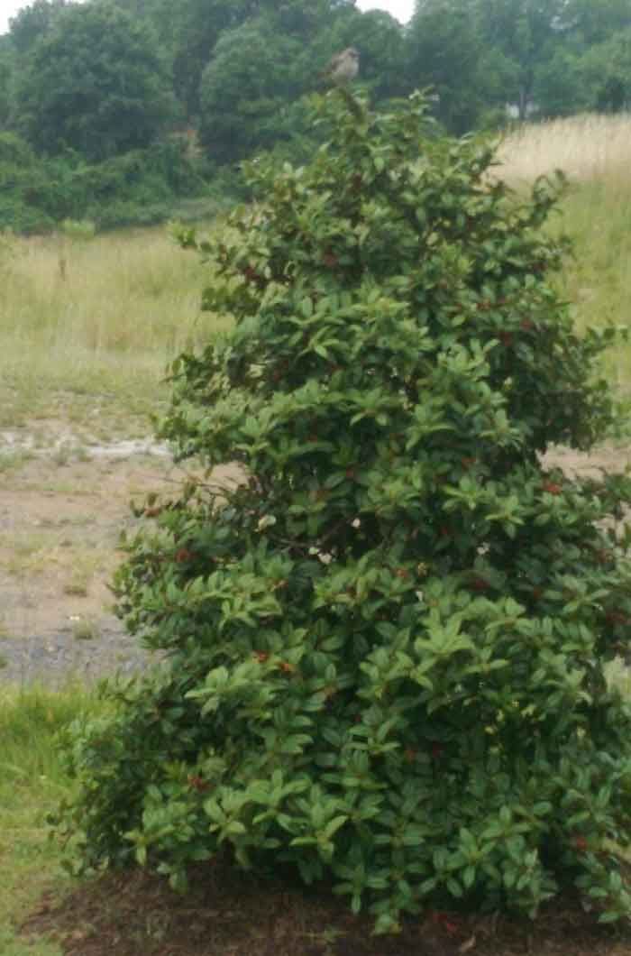 mockingbird-on-stonewall