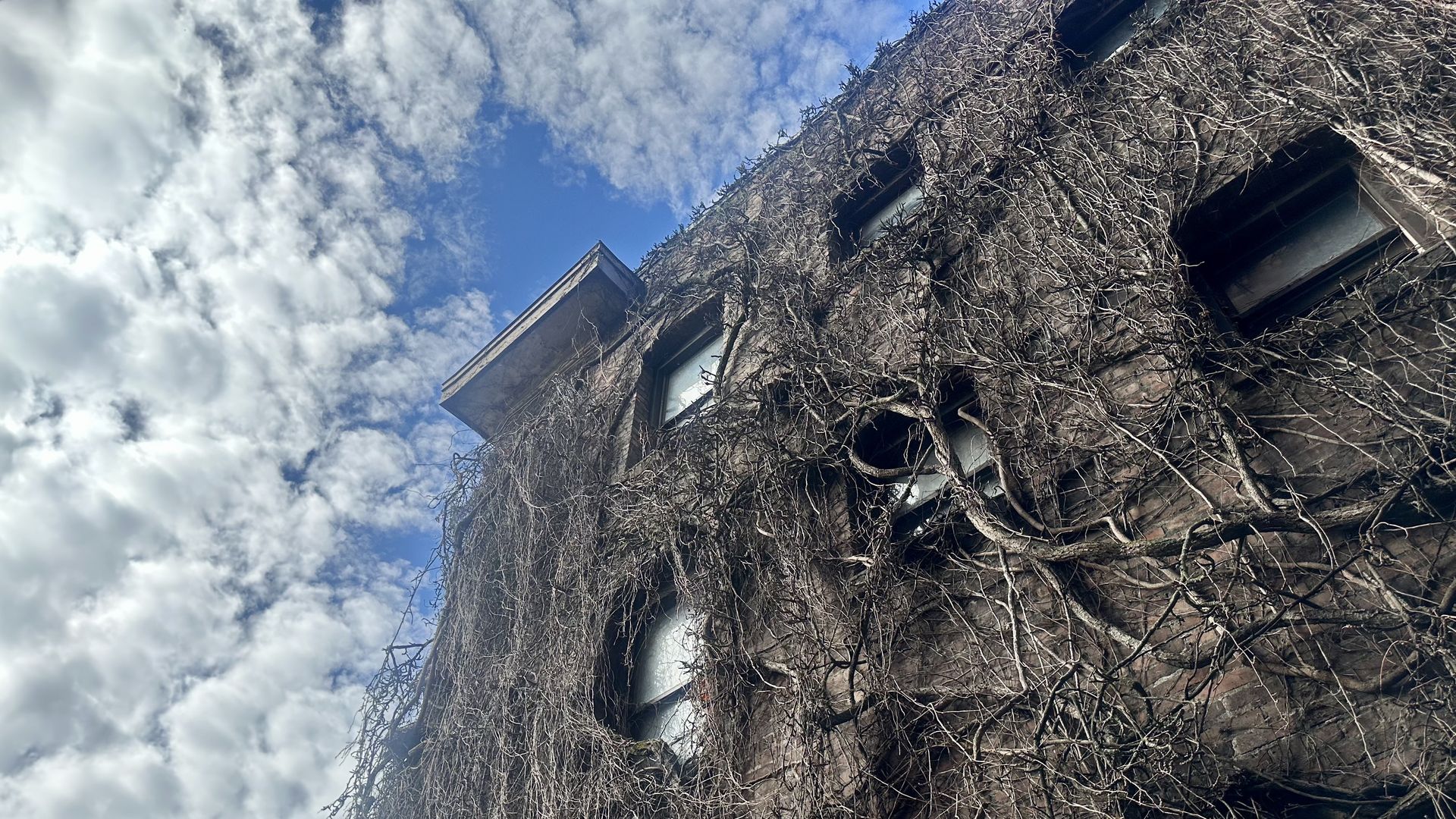 A brick building with dormant ivy vines silhouetted against a blue sky with white clouds. 