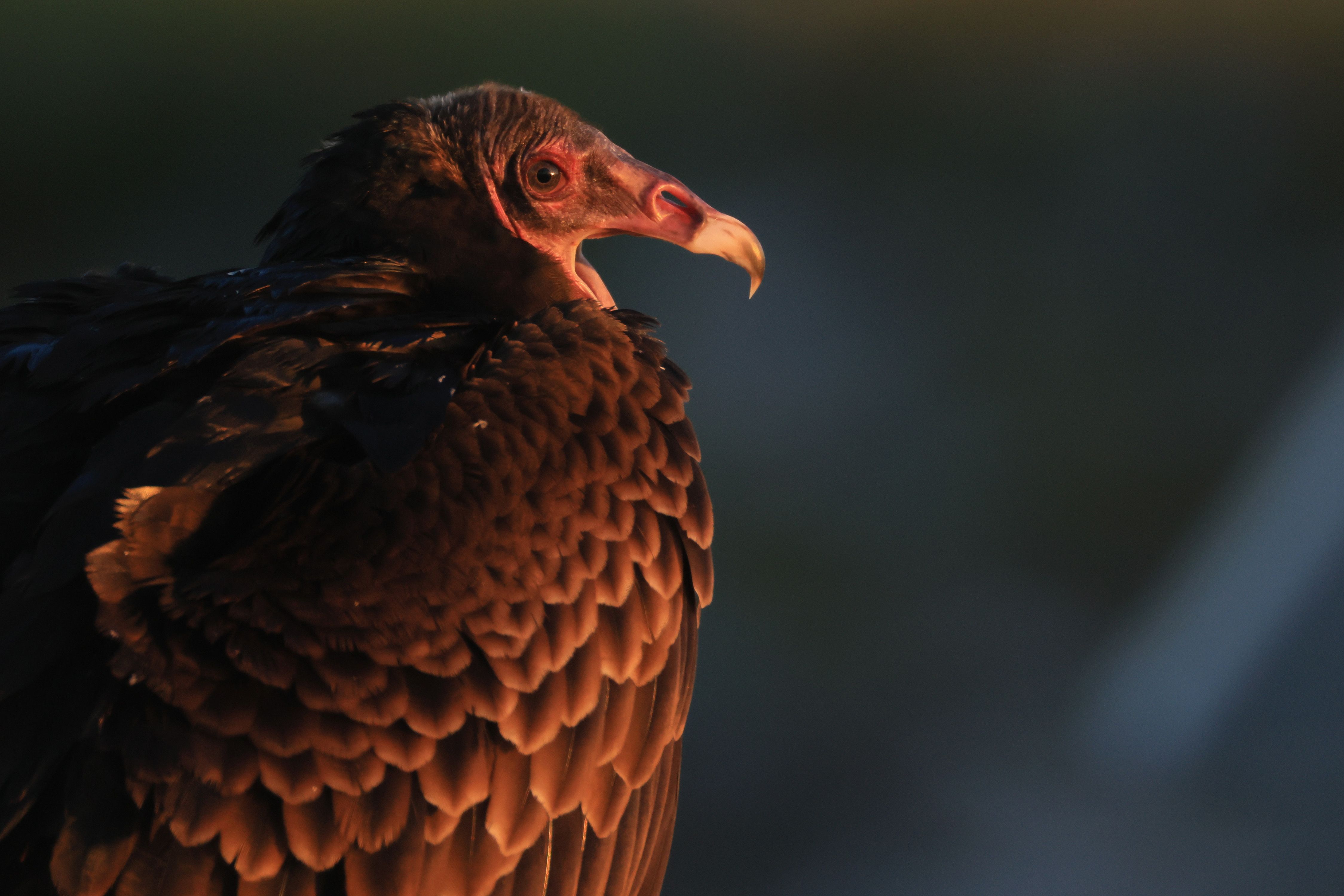 Close-up of a dark-feathered bird of prey with a pale curved beak and red facial skin, its eye visible against a moody dark green background.