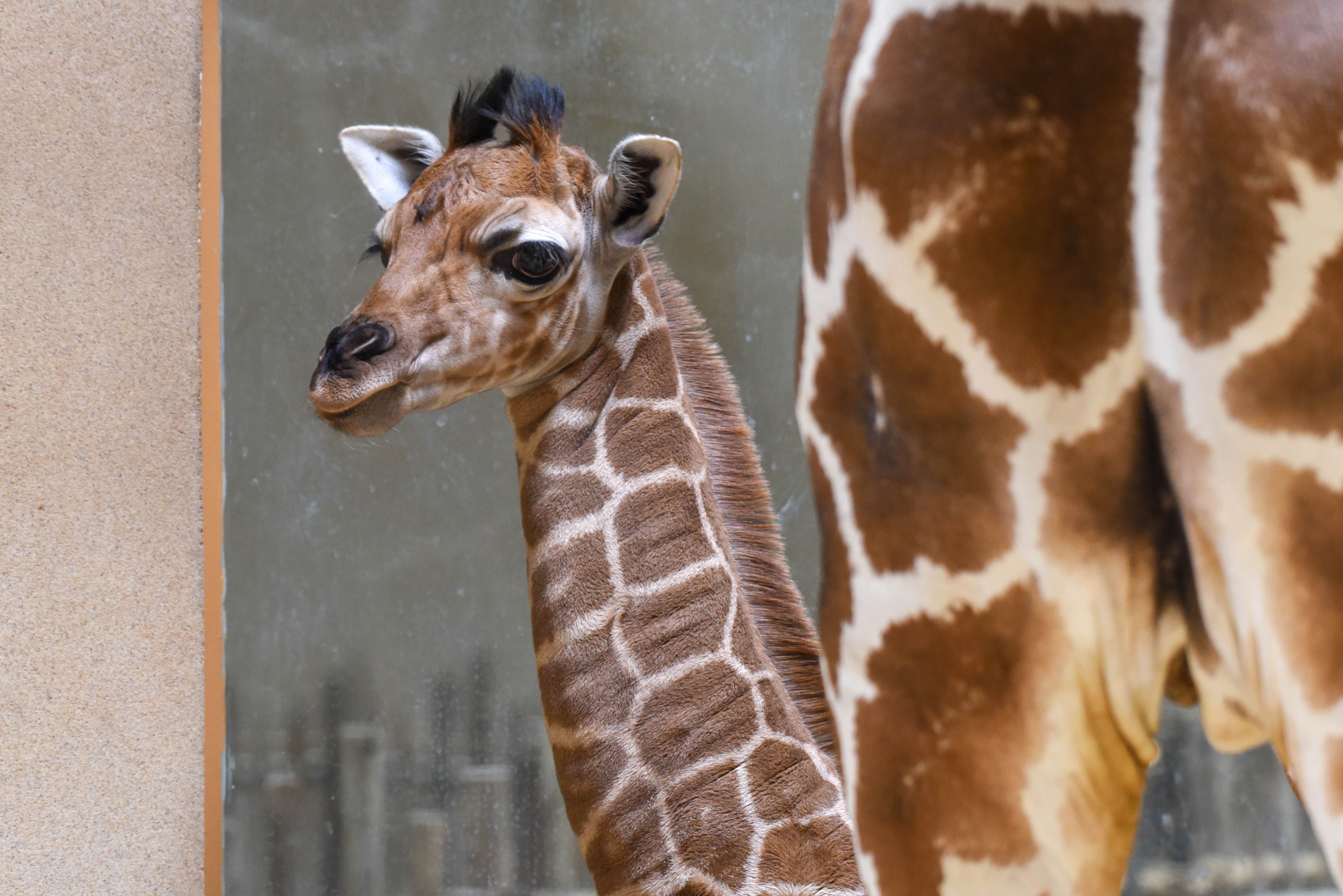 A photo showing a baby giraffe.