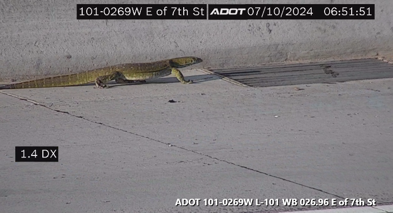 Archie, the escaped monitor lizard, casually strolling through traffic. 