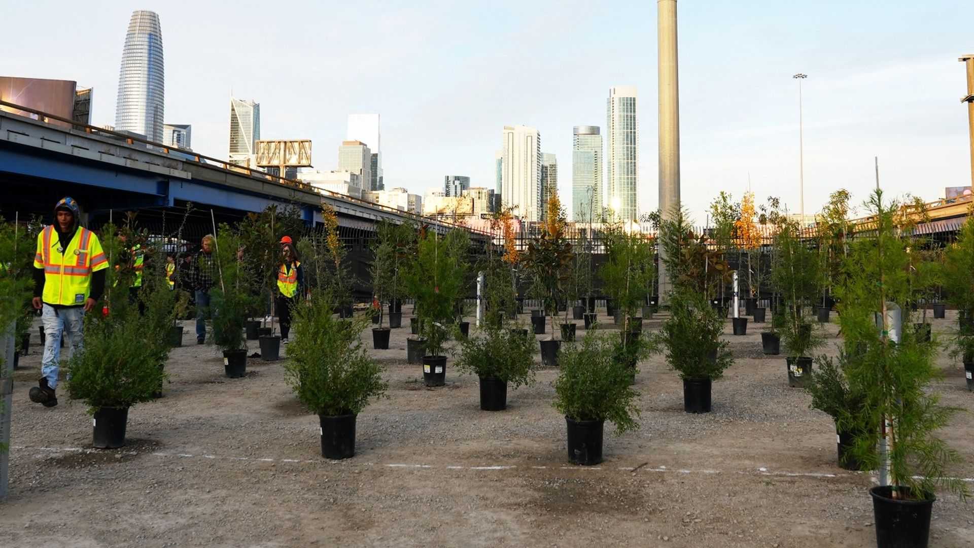 San Francisco opens street tree nursery - Axios San Francisco