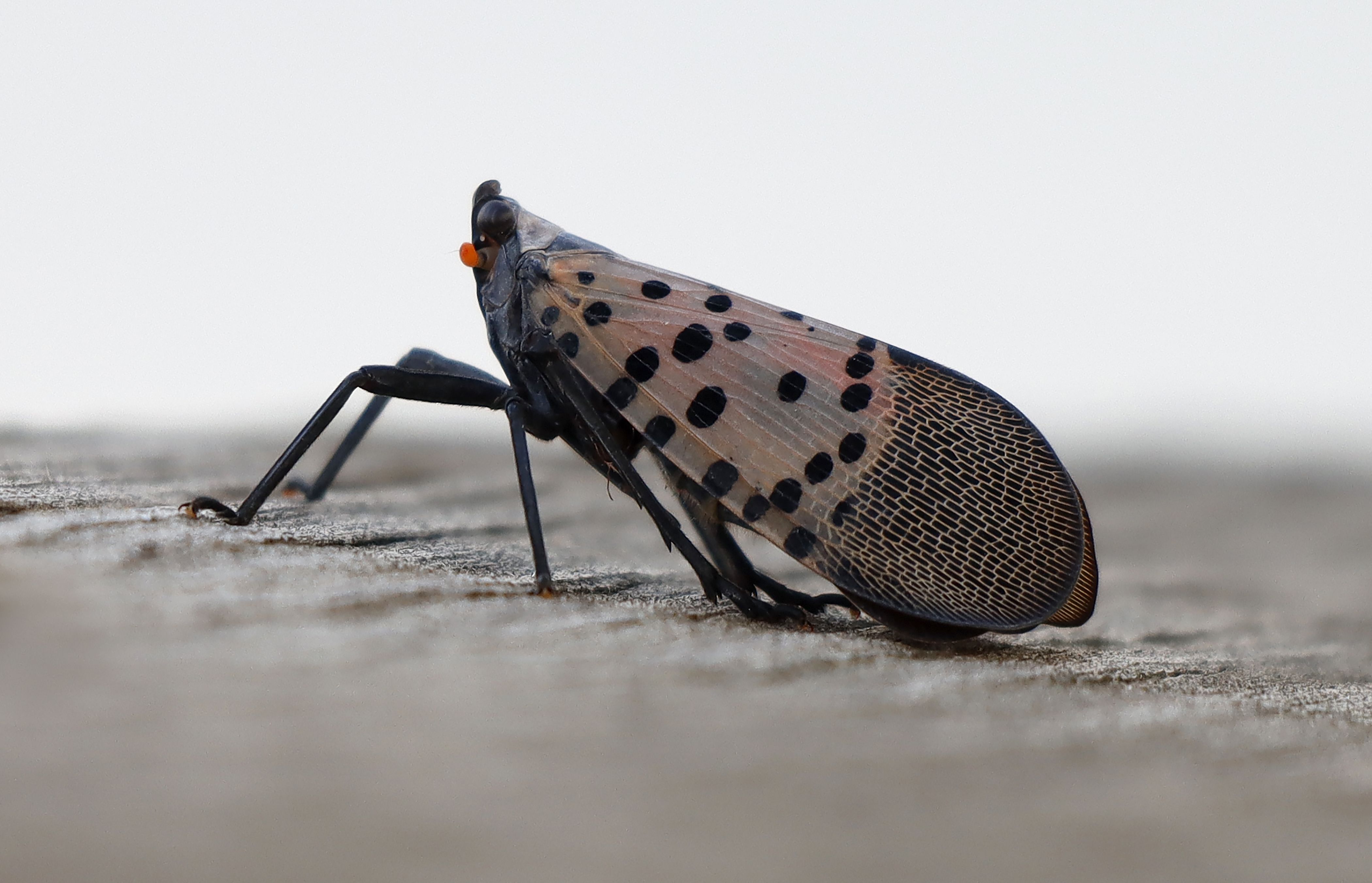 A spotted lanternfly next to the Hudson River in September 2022 in Jersey City, New Jersey. 