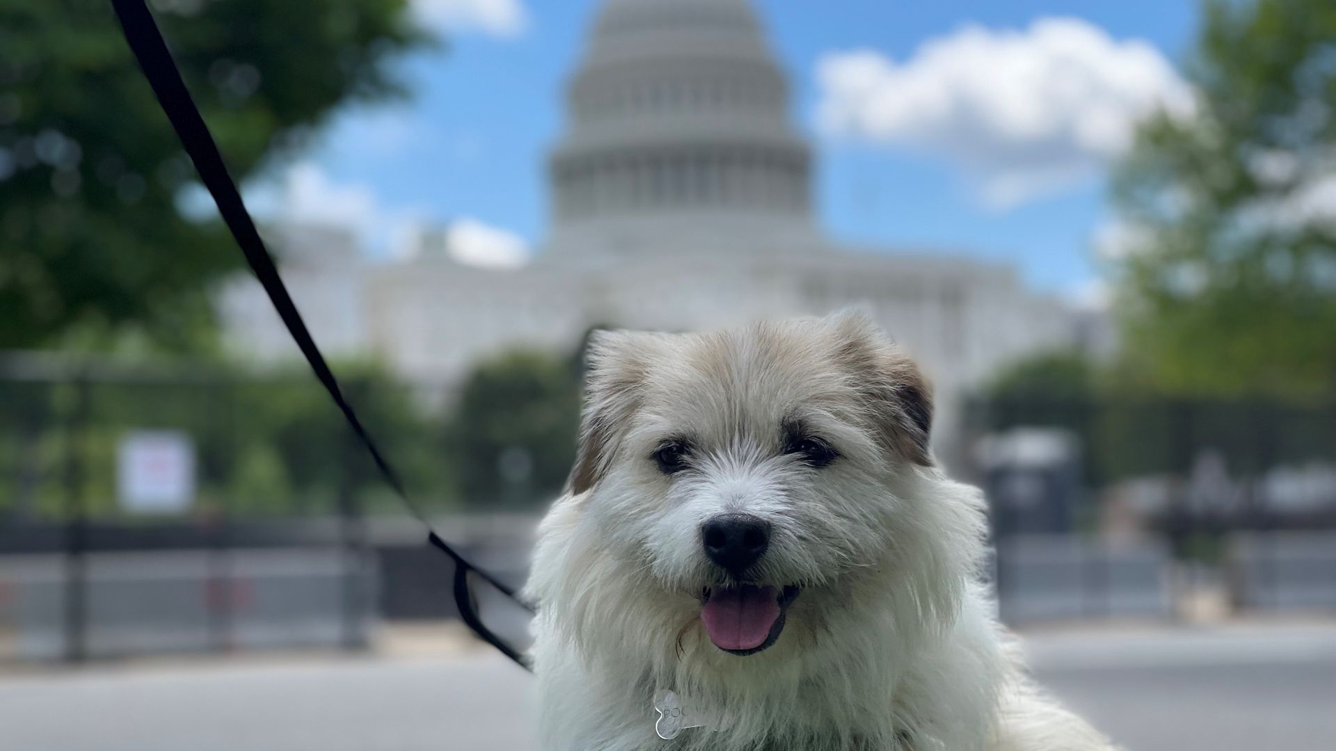 A white dog sits in front of the Capitol on a sunny day.