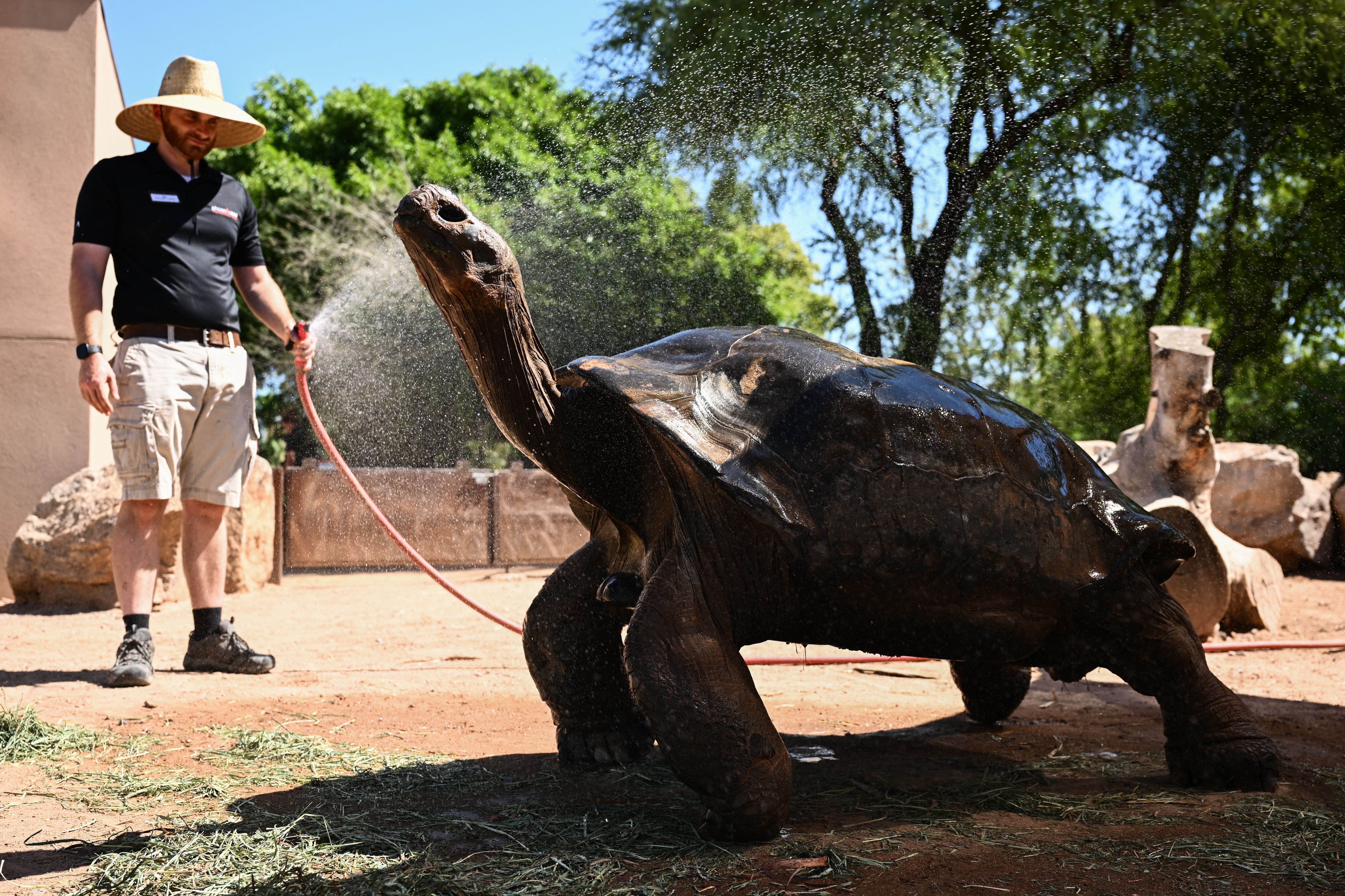 A man spraying a giant tortoise.