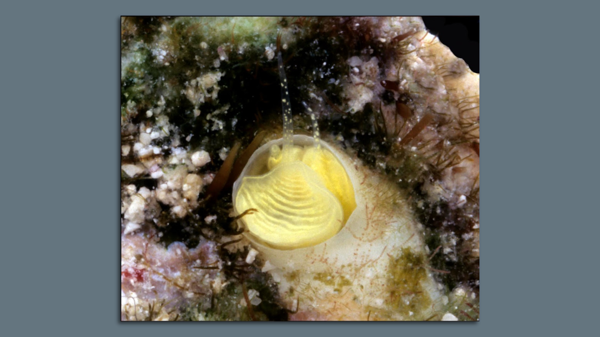 A yellow creature peeks out of a shell 