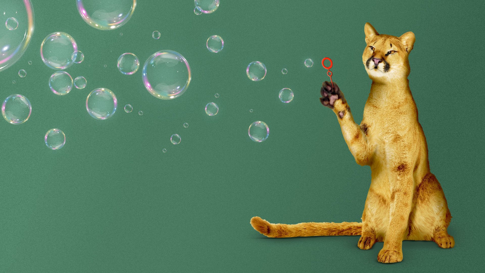 Illustration of a cougar blowing bubbles. 