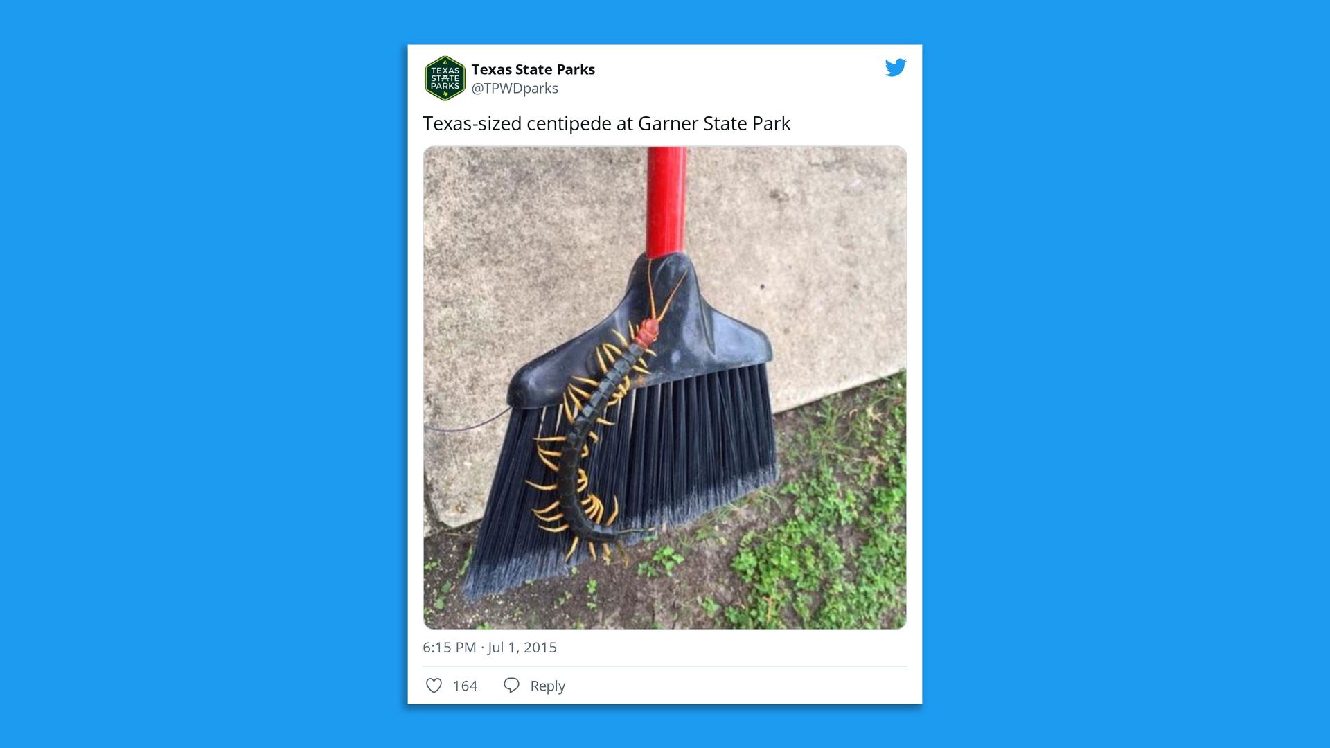 Twitter image of centipede on broom.