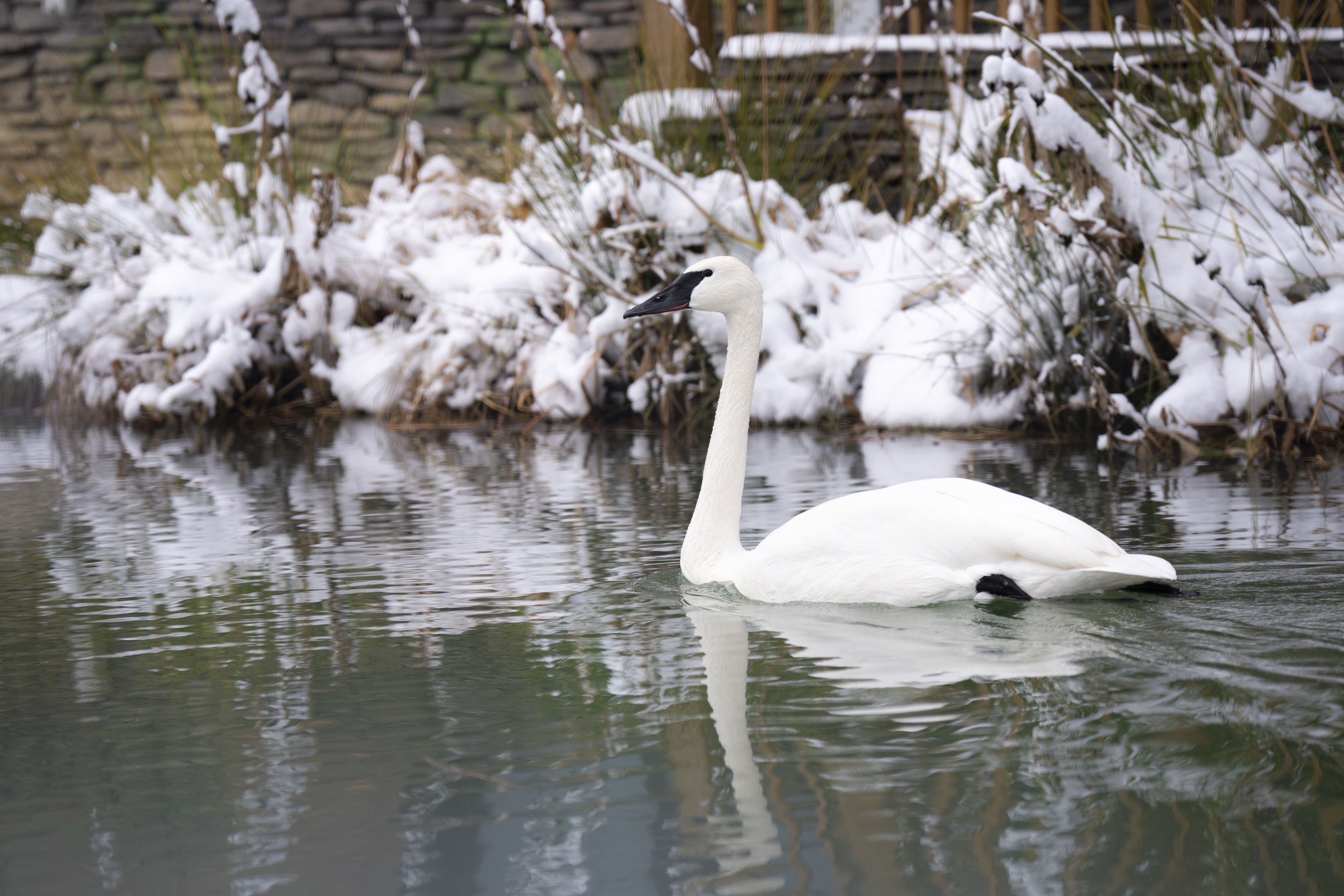 A white swan with a black beak swimming on a calm pond against a snowy, grassy bank and a stone wall in the background.