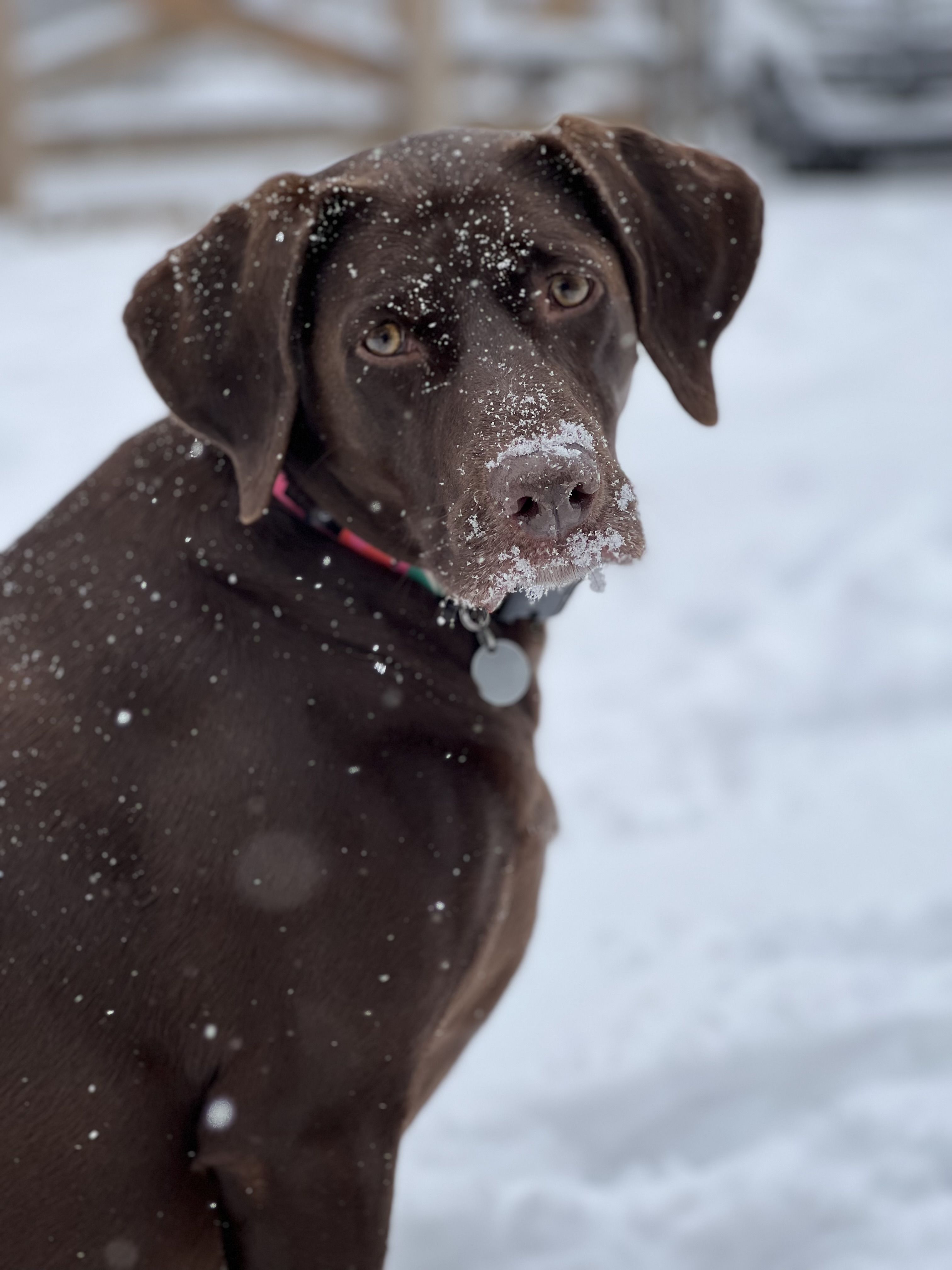 10 photos that tell the story of Nashville's snowstorm - Axios Nashville