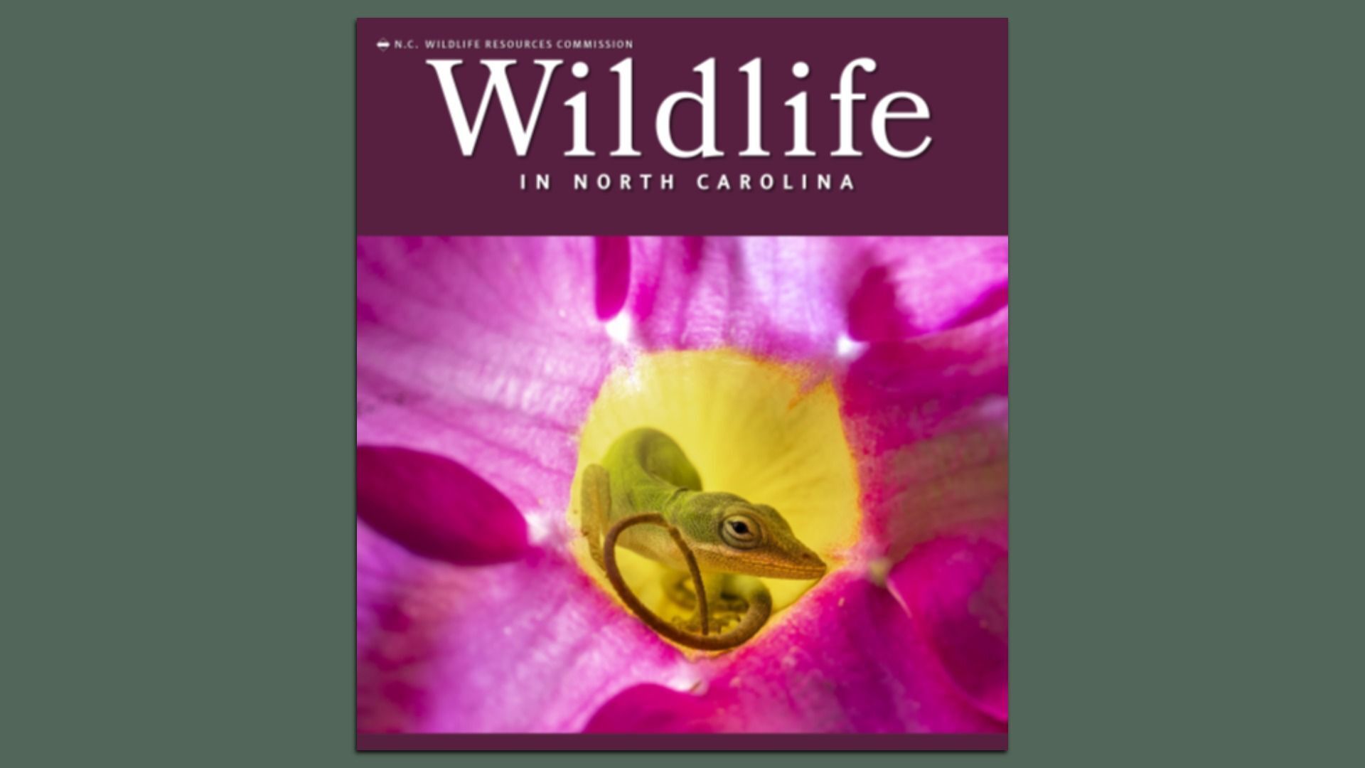 Poster cover showing "Wildlife in North Carolina" on a dark purple banner; below a close-up pink and purple flower with a small green chameleon resting in the yellow center.