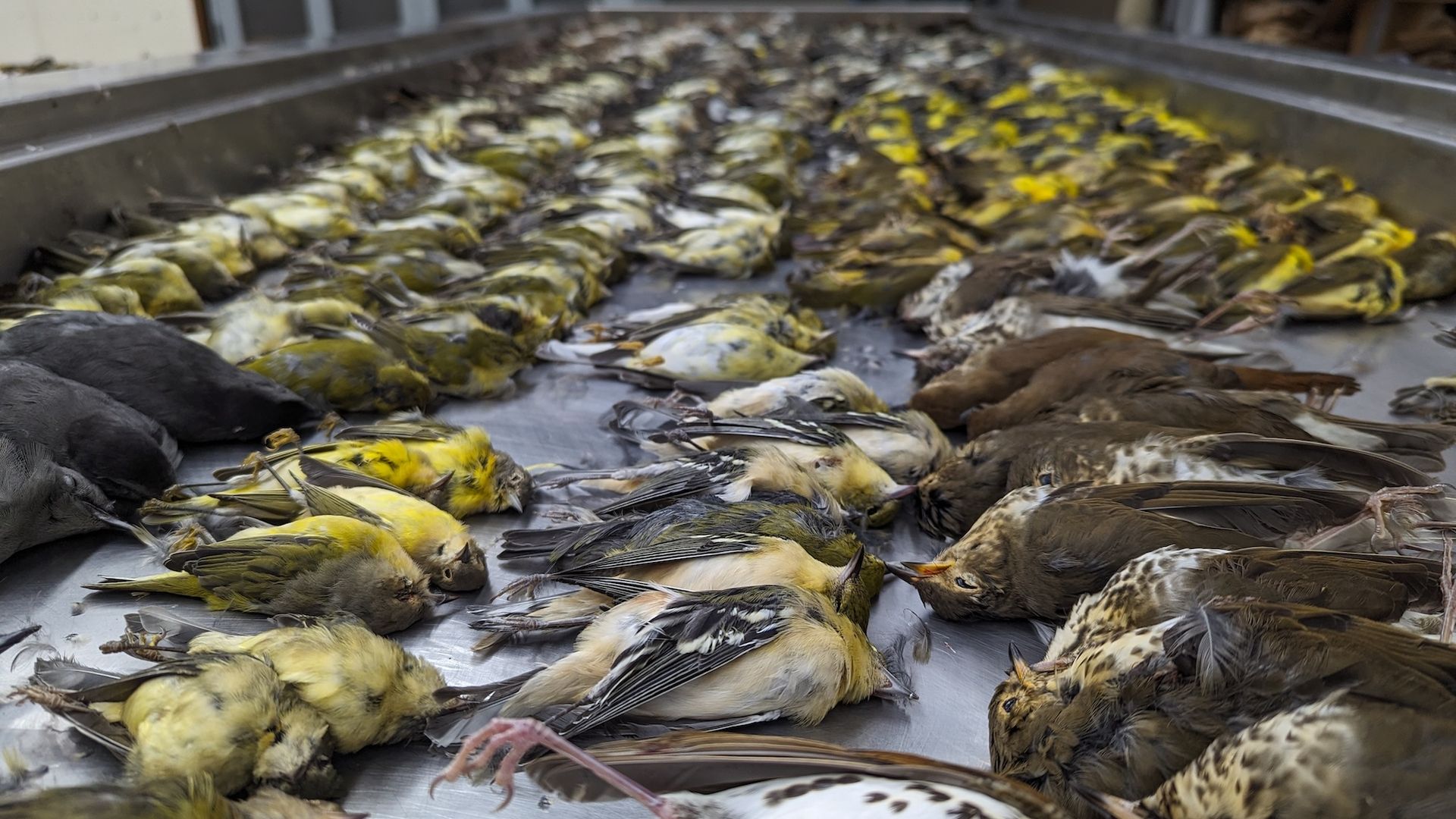 Dead birds on their backs placed in rows on a metal tray.