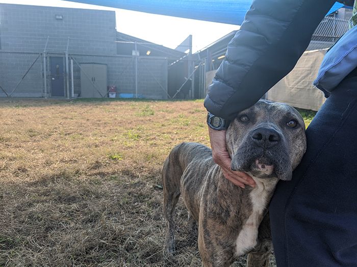 Mecklenburg County Animal Control