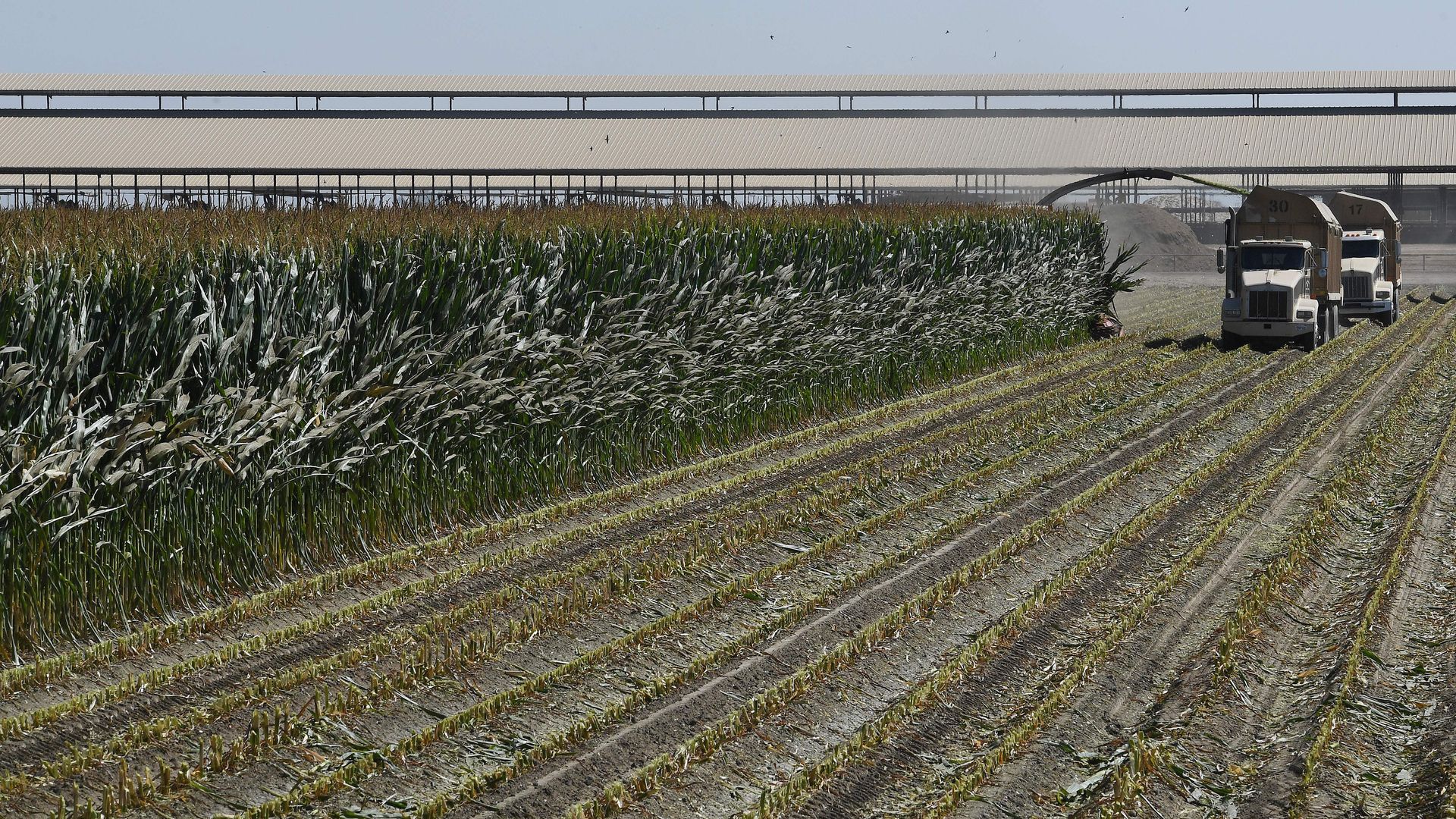 Farmers harvesting corn crop in Tulare, California.