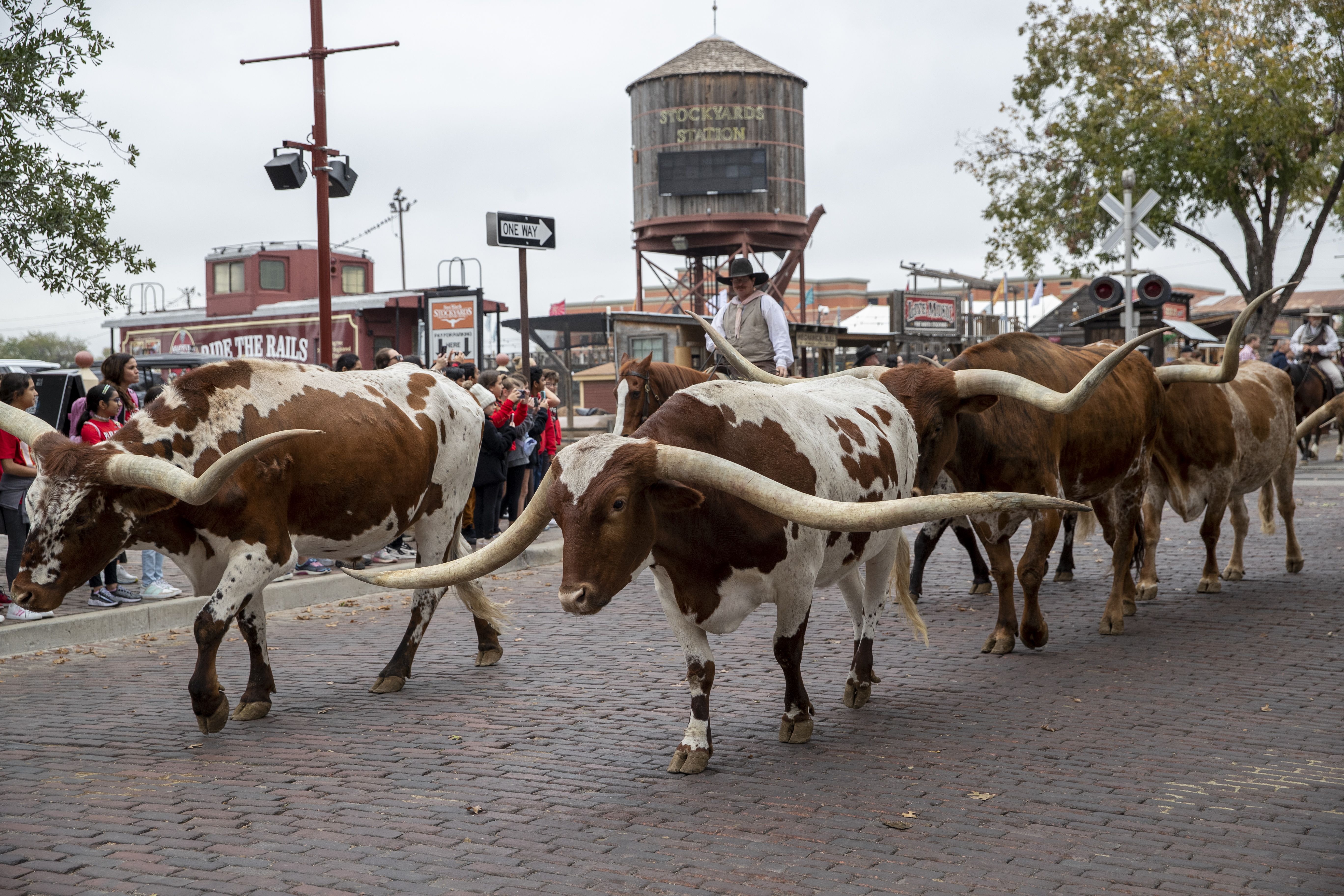 Cattle walking through a downtown area