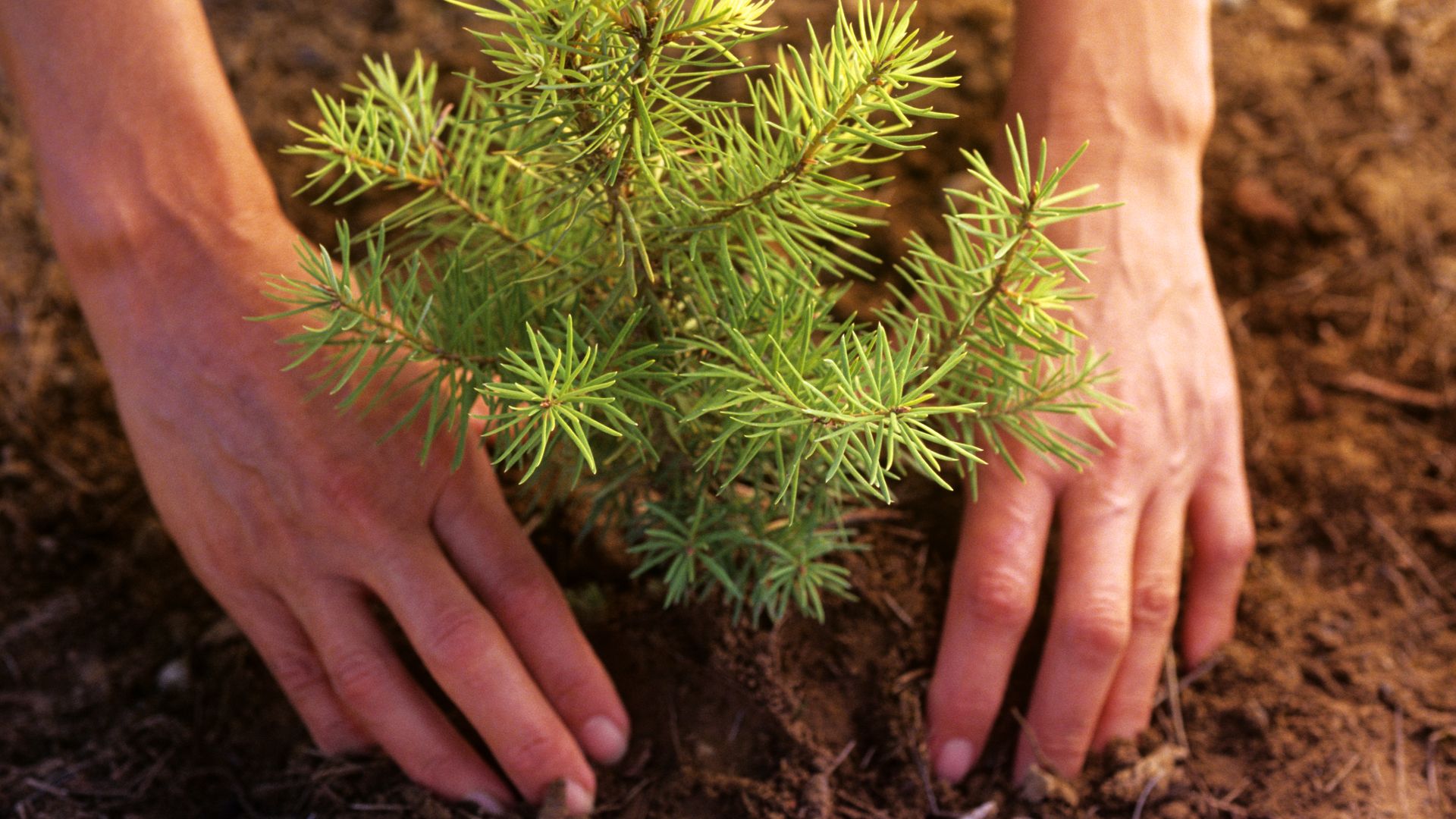 A photo of a tree planting.