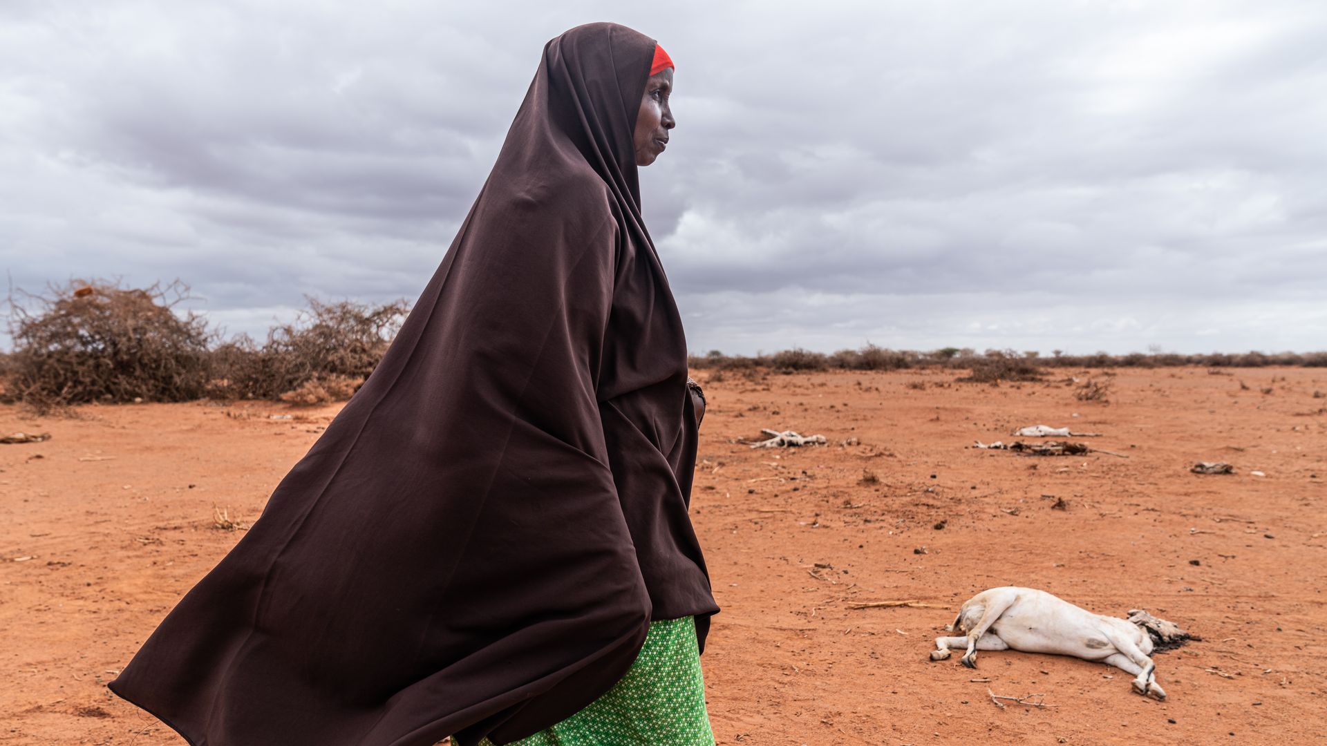Rural herder Baar Omar, aged 42, stands by one of her dead goats on scorched land in a small village located 25km outside Doolow on October 17,2022 i