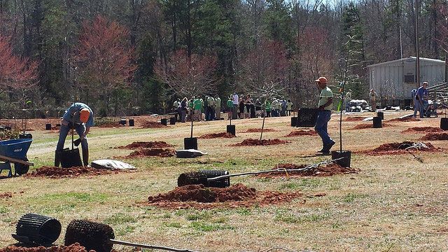 planting trees in charlotte
