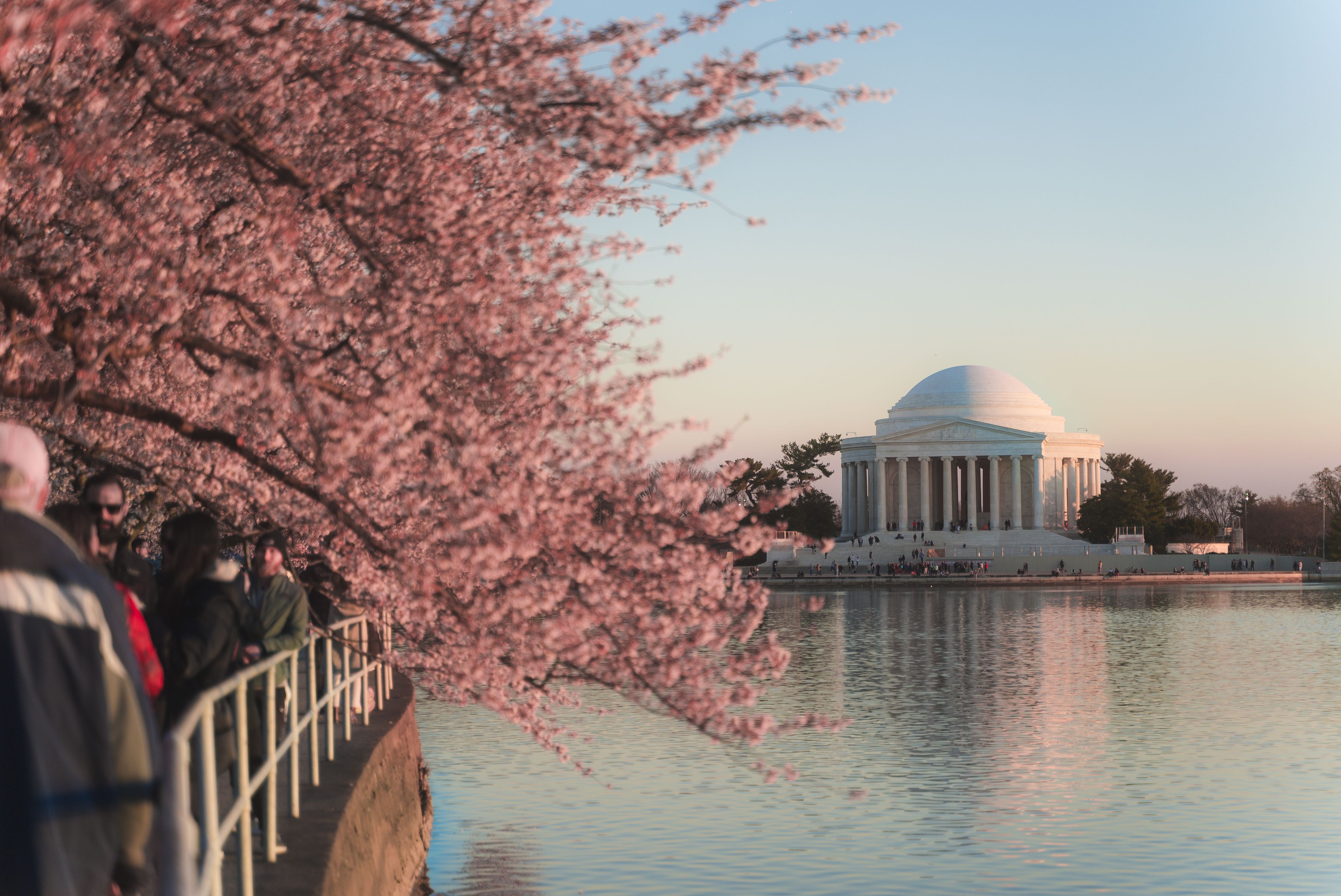 Cherry blossoms in full bloom along the water with people walking beside the Tidal Basin near the Thomas Jefferson Memorial at sunset.