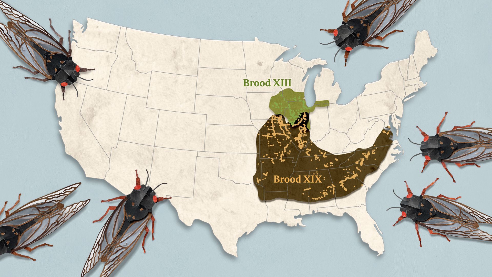 Illustration of a map of the United States with cicadas crawling towards it.