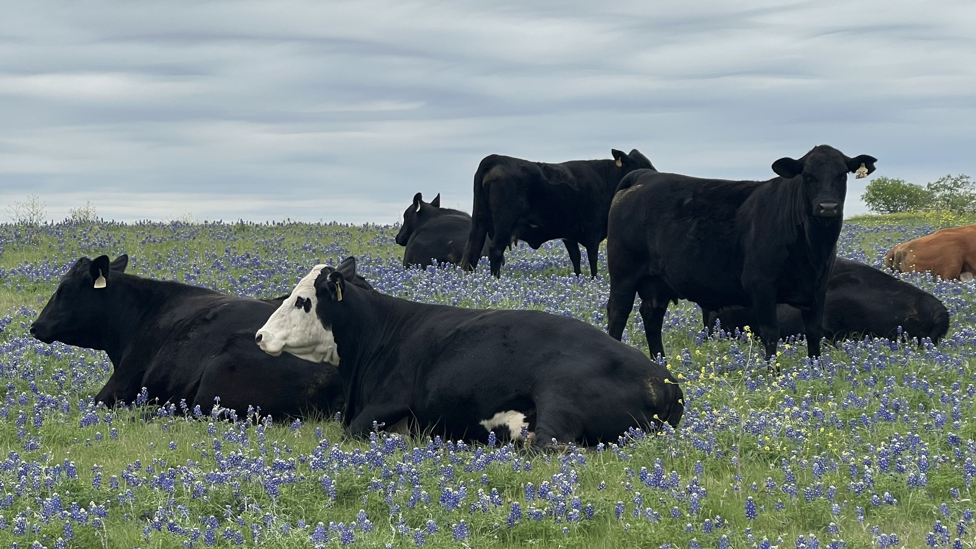 Group of black cows in a green meadow dotted with purple bluebonnets; several lie down while one white-faced cow rests among them. Overcast sky, distant trees on the horizon.