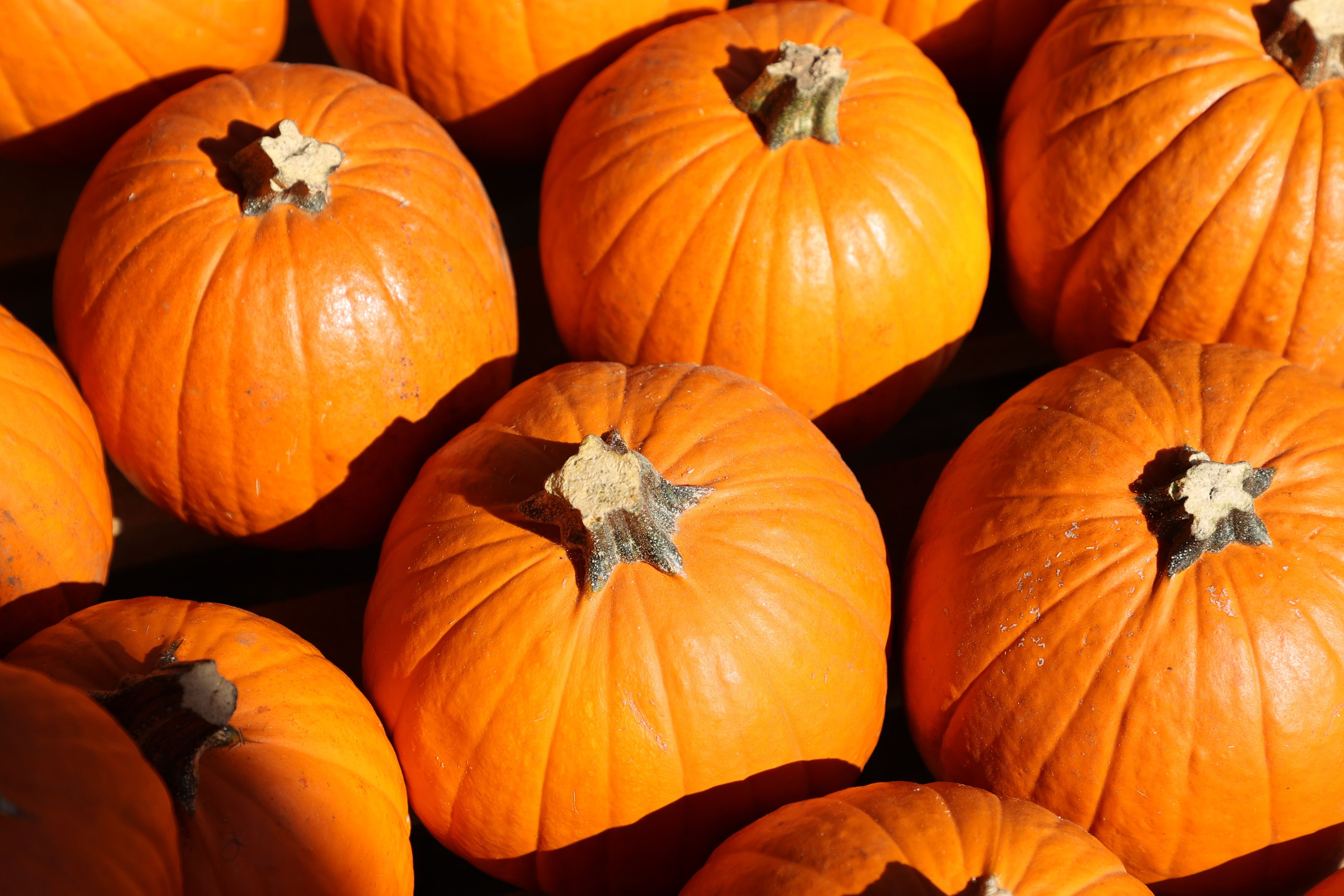 pile of pumpkins
