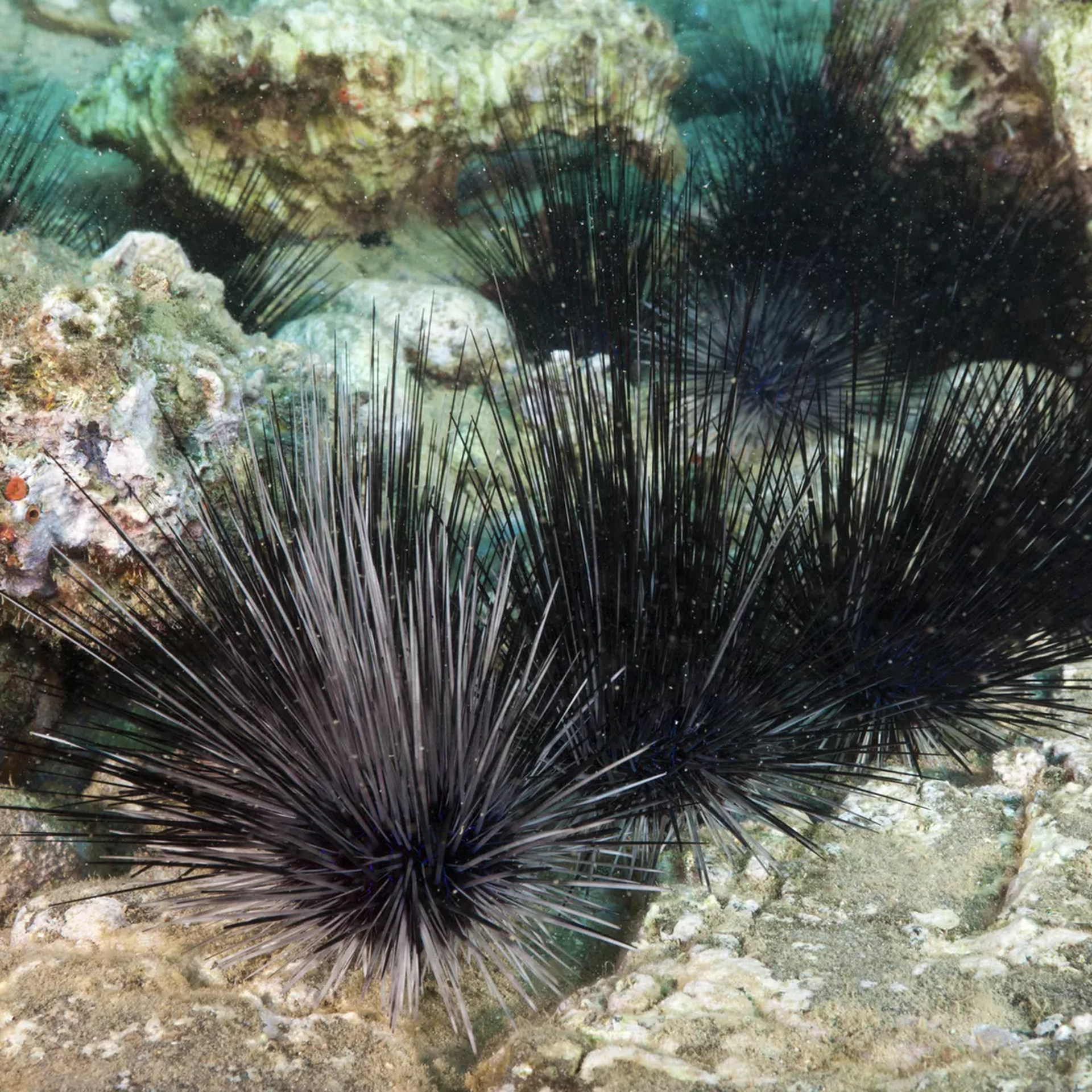 coral reef sea urchin