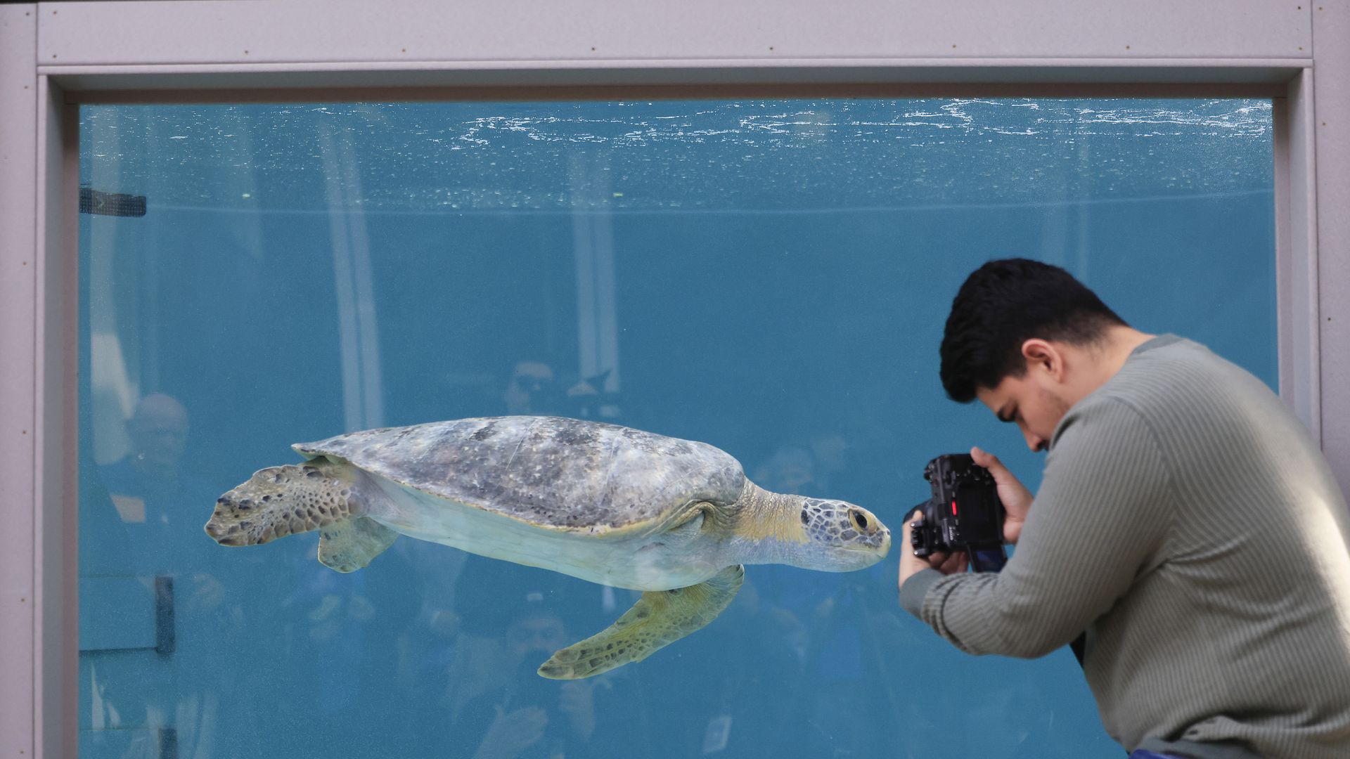 A person photographs a turtle