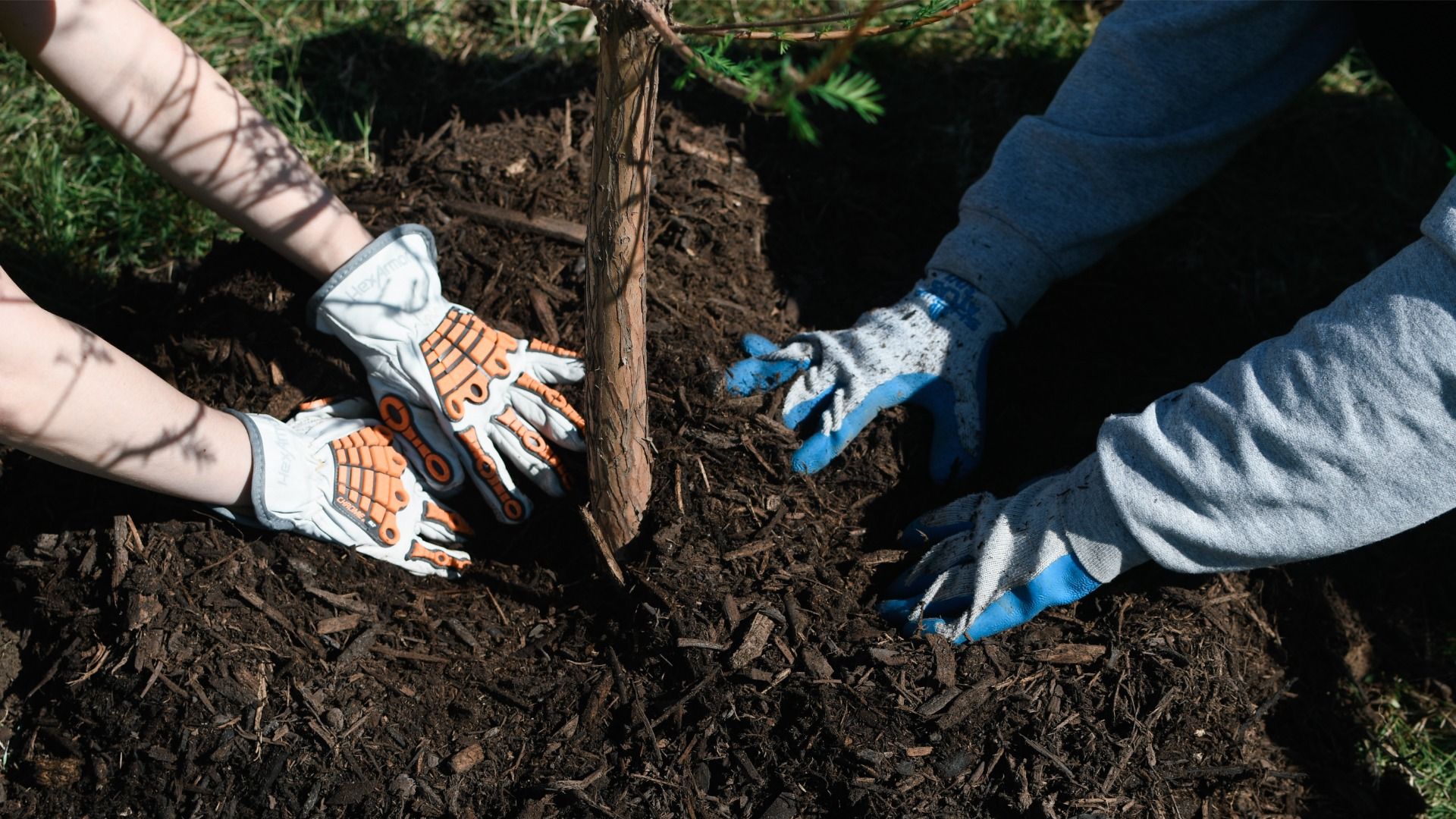 Two people wearing work gloves plant a young tree sapling into dark mulch, pressing soil around the slender trunk as green grass surrounds the planting area.