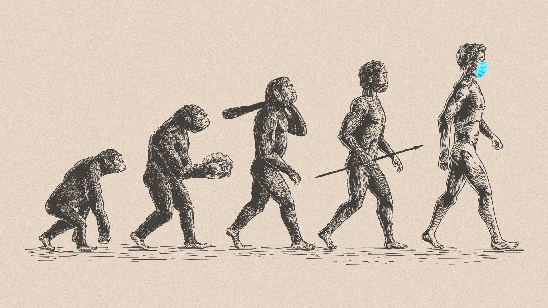 Illustration of the chart of human evolution with the final version of Man wearing a surgical mask.