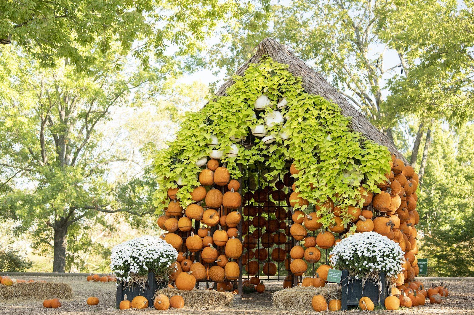 house made out of pumpkins