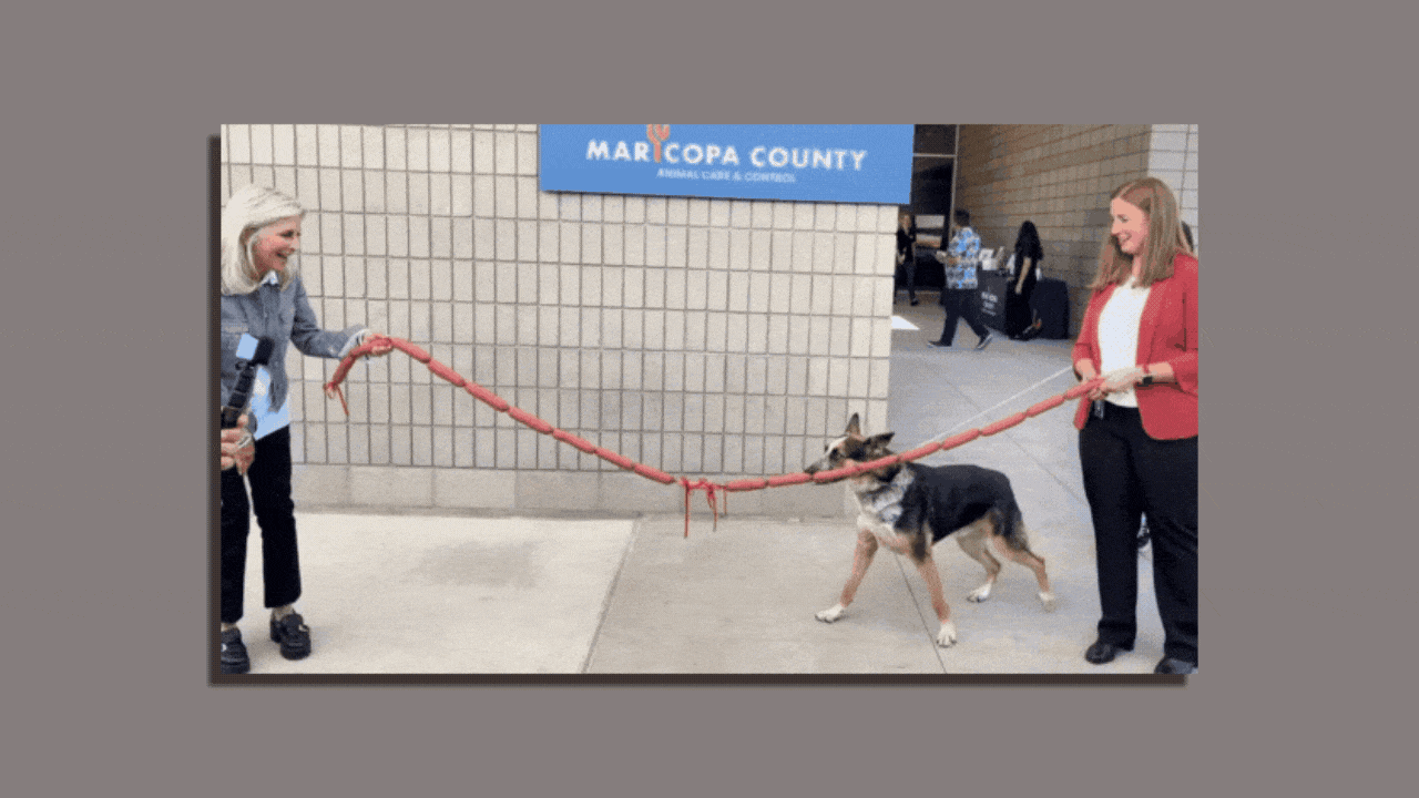 A dog chewing through a link of sausages.