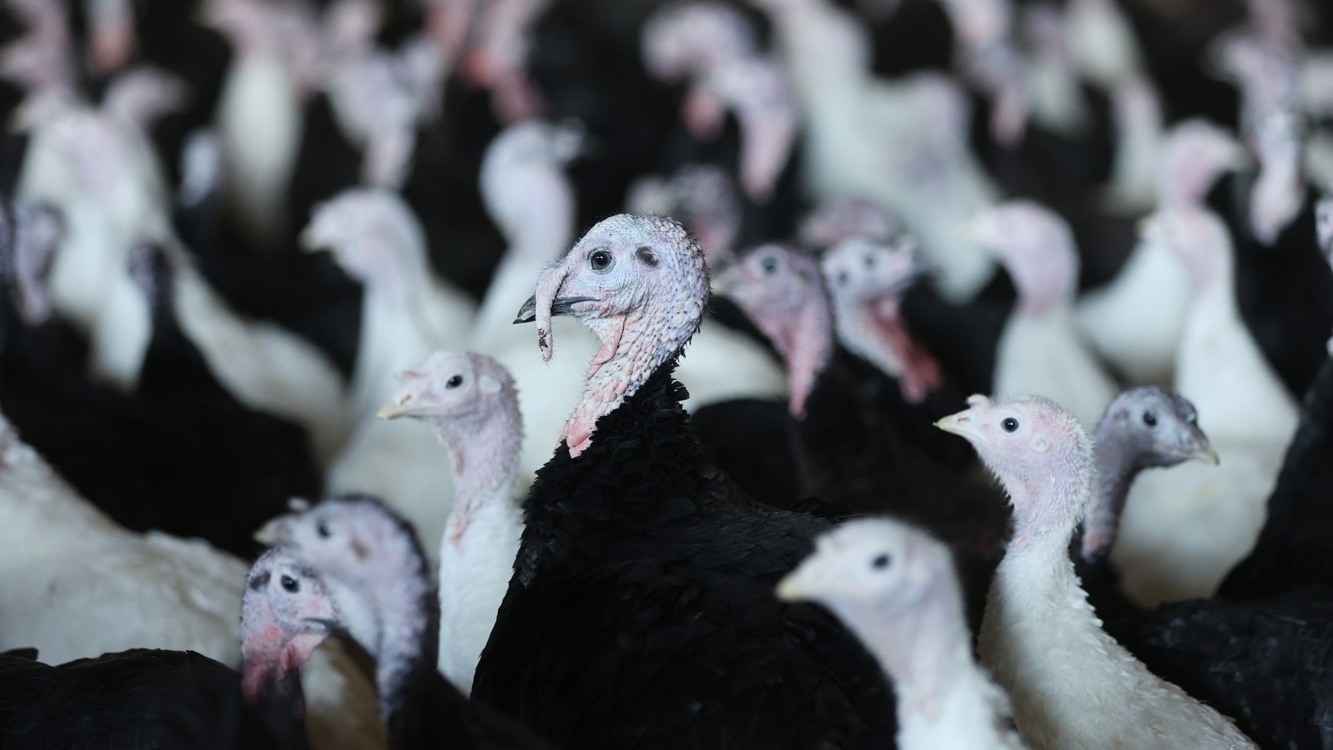 Turkeys run free in a barn area on November 04, 2022 in Cheshire, United Kingdom.